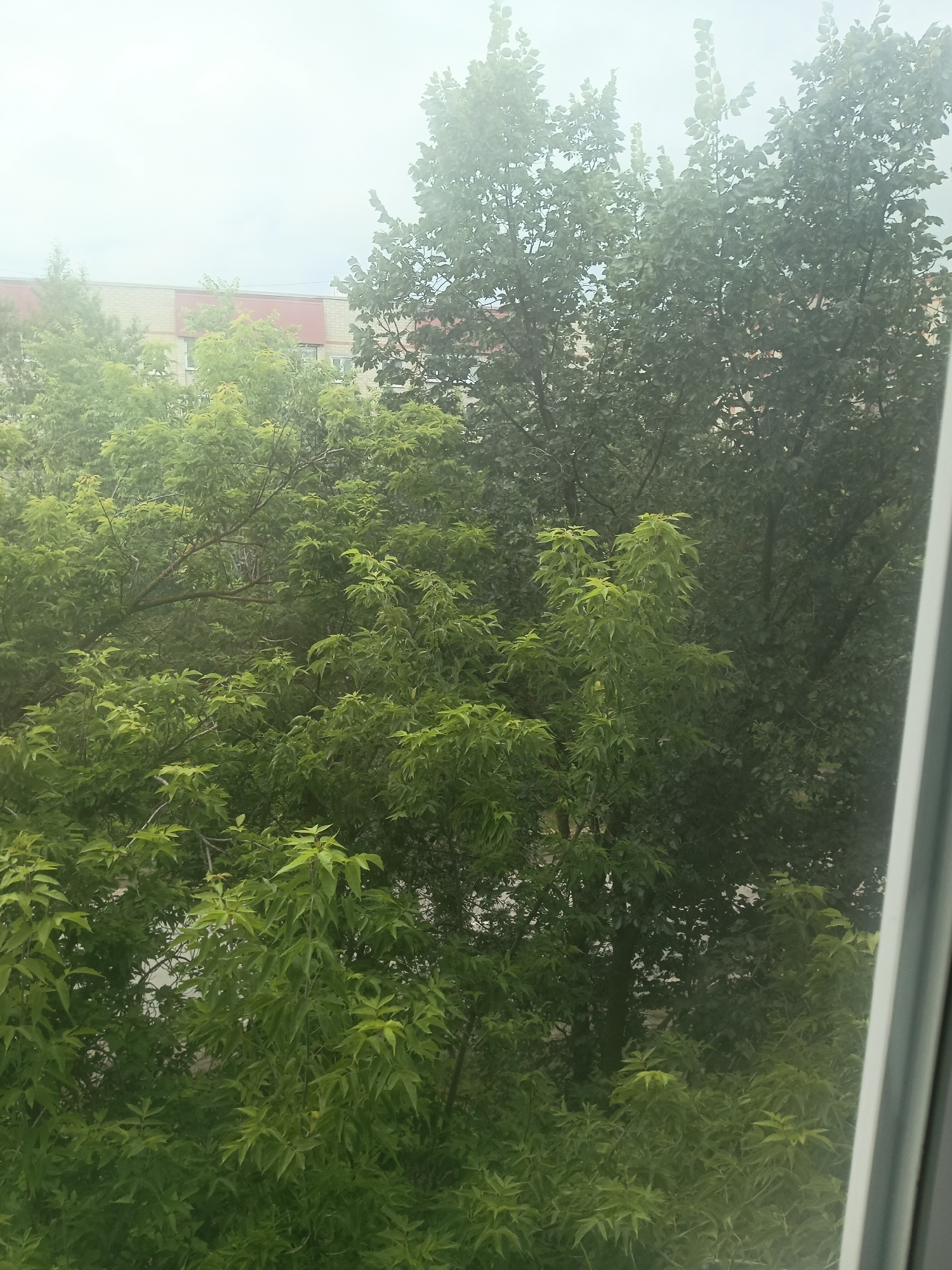 The image depicts a view from a window overlooking a dense canopy of green trees with buildings partially visible in the background. The foliage is lush and vibrant, suggesting a temperate climate during the warmer months. The building in the background appears to be a multi-story structure with a facade of light-colored bricks and a reddish-brown roofline. The sky is overcast, creating a diffused light that softens the overall scene. A thin white vertical element, likely part of the window frame, is present on the right side of the image. The location is identified as Kuznetsk, Russia. There are no people or animals visible in the image. The scene is static and appears to be a residential or urban area with significant green space.