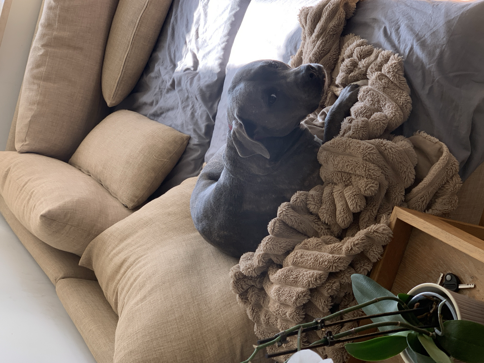 A gray dog lies on a tan couch with several pillows. The couch is covered with a gray sheet and a tan chenille blanket. To the right of the couch is a potted orchid in a wooden box. A set of keys is also visible in the wooden box. The location is unknown and cannot be identified as Tel-Aviv, Israel.