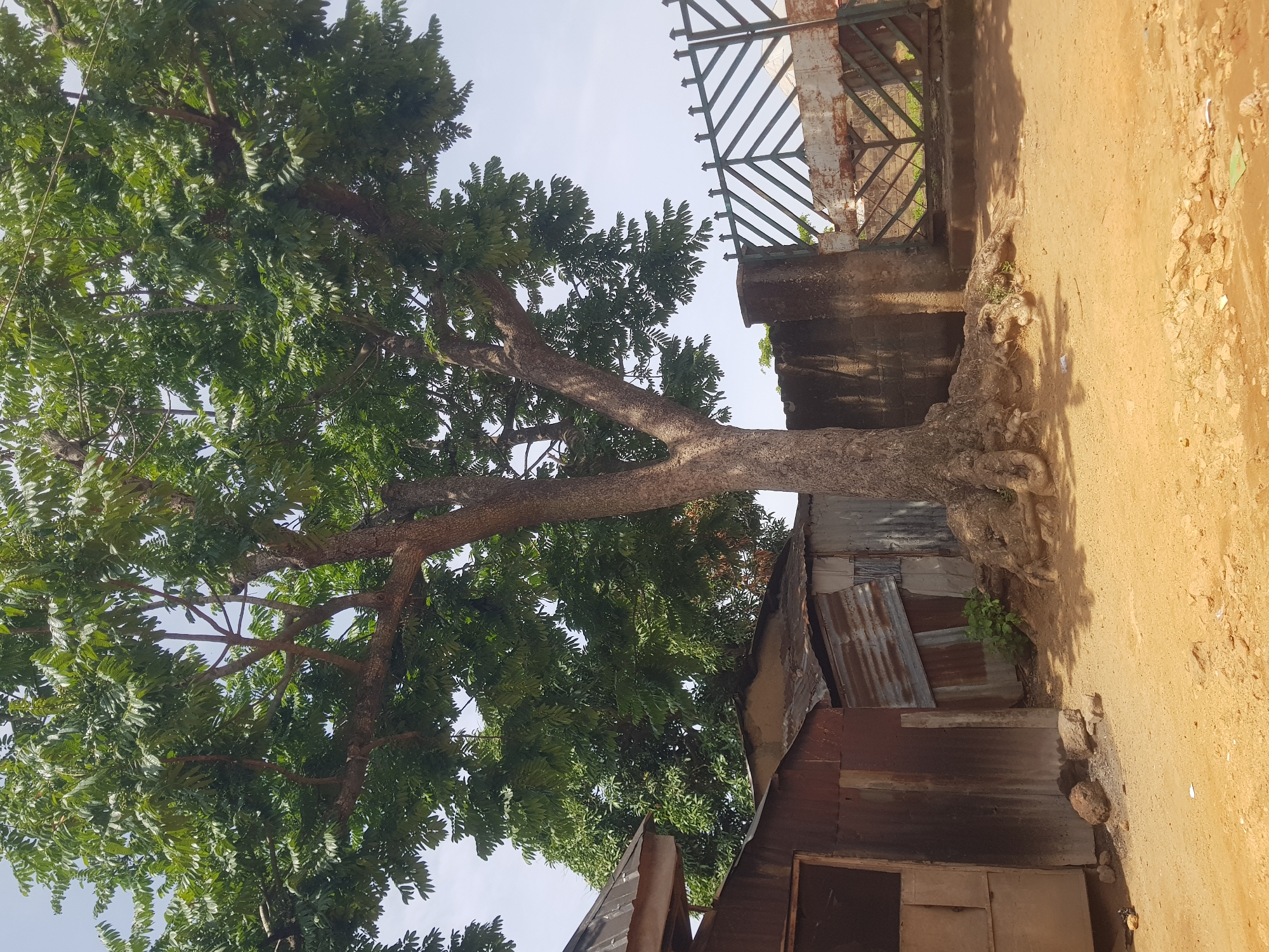 A large tree with visible root structure is in the foreground, its branches extending over several structures. To the left of the tree are two sheds constructed from corrugated metal, one with a faded sign on its side and an open doorway. To the right of the tree, a metal gate with a diamond pattern is visible, set against a concrete wall. The ground is a dirt path. The sky above is a light blue, with some clouds present.