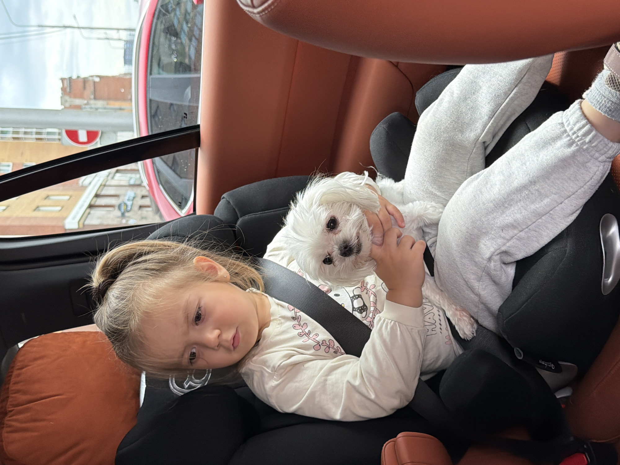A young girl with blonde hair pulled into a ponytail is seated in a car seat, holding a small white dog. She is wearing a light-colored long-sleeved shirt with a graphic print and grey sweatpants. A black seatbelt is fastened across her chest. The interior of the car features brown leather seats. Outside the car window, a red car is visible, along with buildings and a street sign. The scene appears to be in an urban environment, possibly Krasnoyarsk, Russia.