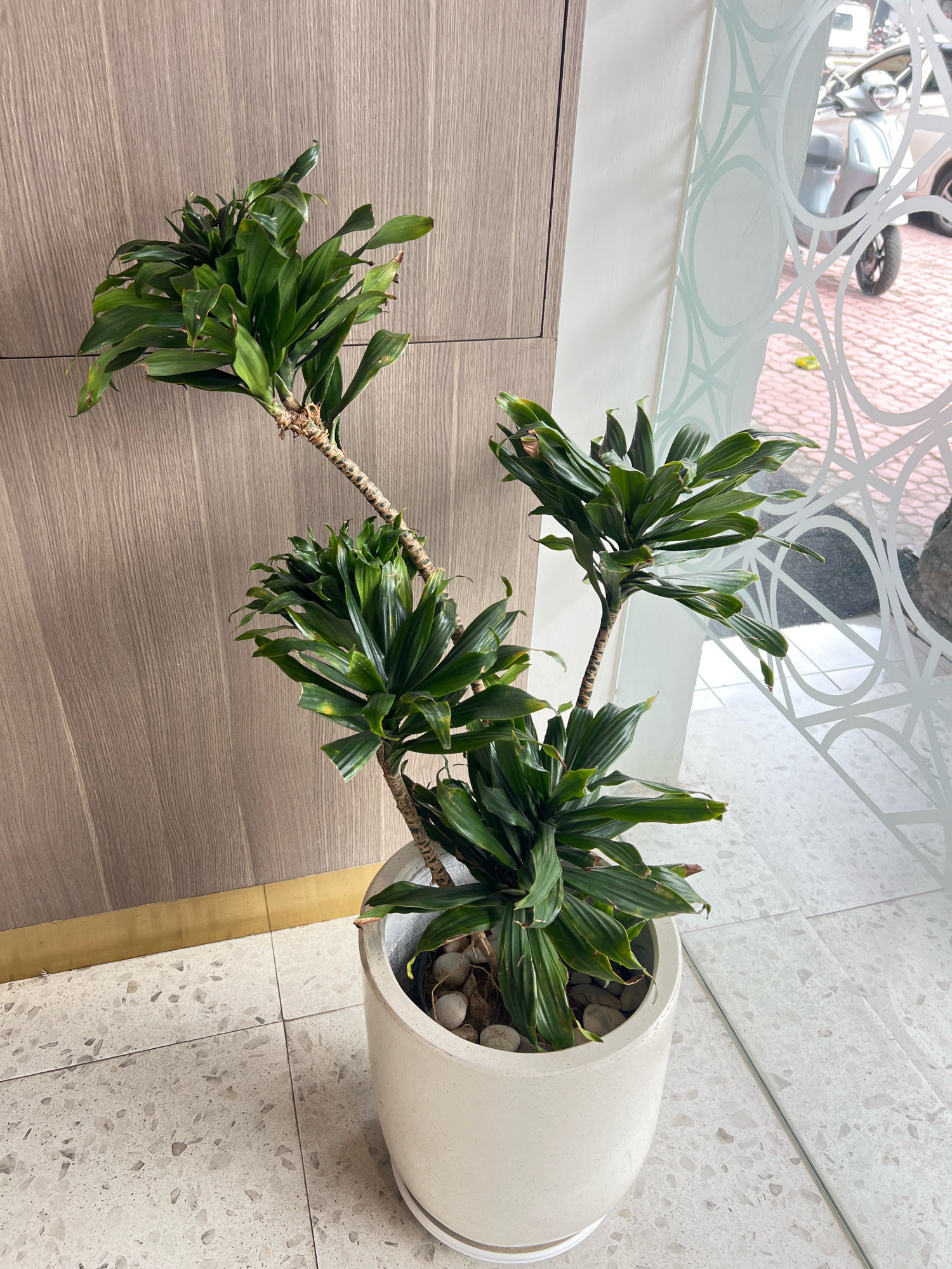 A tall, potted corn plant with lush green leaves stands in a beige ceramic pot on a terrazzo floor. The plant has multiple stalks, each topped with a dense cluster of long, pointed leaves. The pot is filled with decorative stones at the base of the plant. Behind the plant is a wall with a wood-grain texture, accented by a thin brass strip at the floor line. To the right of the plant, a frosted glass partition with a circular pattern separates the indoor space from an outdoor area. Visible through the glass is a blurred view of a street scene with a light-colored scooter and red brick pavement. The overall scene suggests an indoor space within a building in Denpasar, Indonesia, possibly a lobby or a commercial establishment, with the partition indicating a transition to an exterior space.