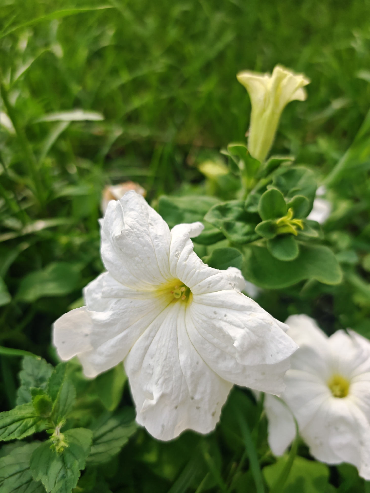 A close-up, vertically oriented shot showcases several white petunia flowers blooming amongst lush green foliage. The primary subject is a large, white petunia in the foreground, its delicate petals slightly ruffled and showing subtle indentations. The center of this flower is a soft yellow. To the right and slightly behind, another white petunia is visible, its petals also a soft white with a yellow center. Further back, a pale yellow, trumpet-shaped petunia bud is prominently featured, also surrounded by green leaves. The background is a soft blur of green, suggesting more foliage and a natural setting. The image is taken in an outdoor environment, likely a garden or park in Aisha, Russia.