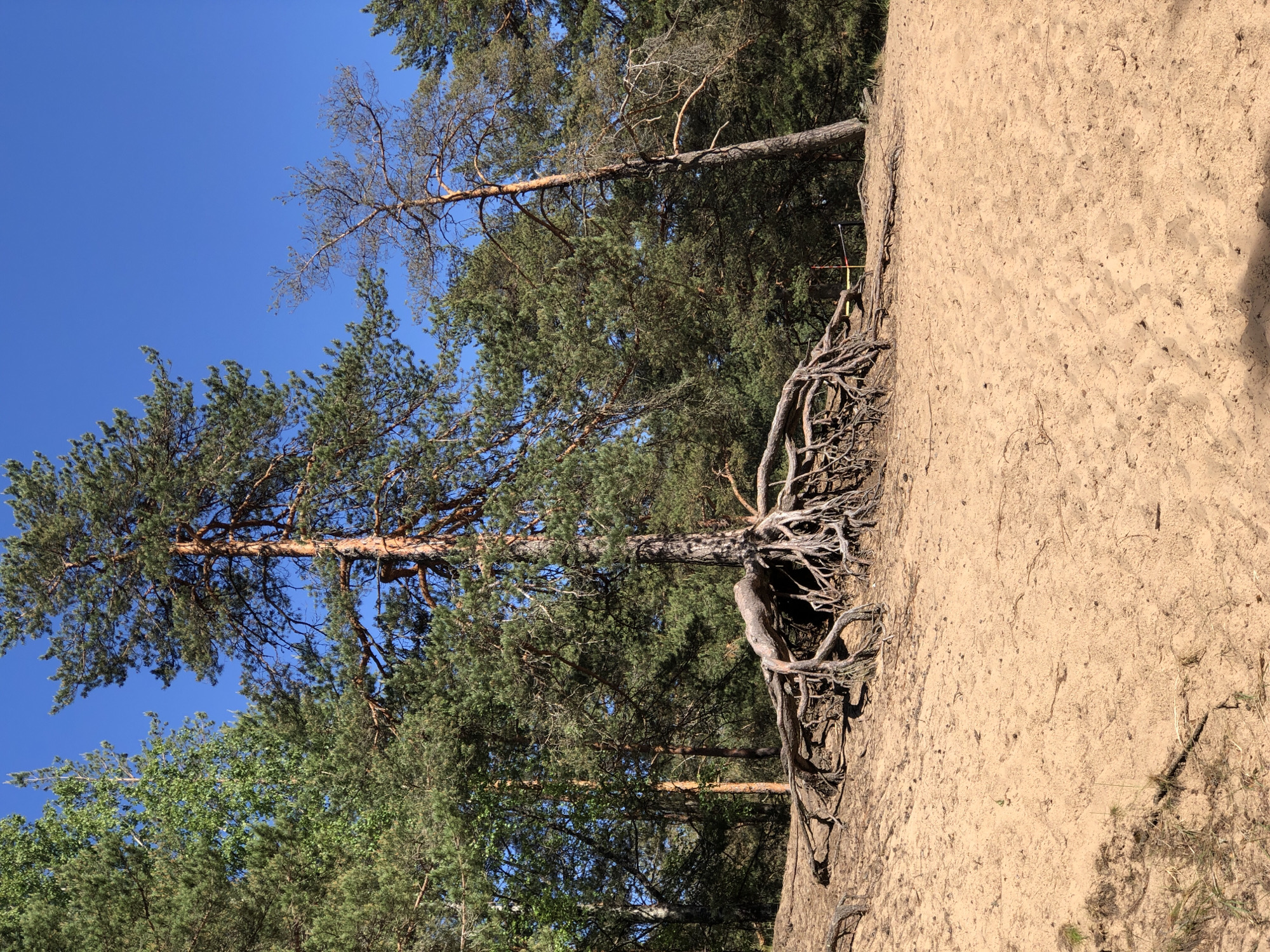 This vertical full-frame photograph depicts a sunlit natural landscape in Solnechnoye, Russia, characterized by a sandy forest environment under a clear blue sky. The lower half of the image features a light brown, fine-grained sandy slope, showing minor textural variations from small organic debris and sparse, dry grass. Shadows from unseen foliage or objects are cast onto the sand in the lower left and right corners, indicating strong overhead sunlight.
In the midground, a large, mature pine tree stands prominently on the sandy incline. Its robust, reddish-brown trunk transitions into an extensive and gnarled root system, which is fully exposed above the sand, spreading several meters horizontally from the tree's base. The roots display a weathered, interwoven structure.
Behind the central pine tree, a dense forest of coniferous trees, primarily pines, forms the background. To the left, a tall deciduous tree, likely a birch, with lighter green foliage, is partially visible among the darker pines. To the right of the central tree, another tall, slender pine tree, with notably sparse branches and exposed, lighter-colored bark, leans slightly. A small, faint red and white striped pole-like object is barely discernible in the background behind the exposed roots, near the base of the slender pine tree.
The upper third of the image shows a clear, deep blue sky devoid of clouds, visible through and above the tree canopies. No individuals or animals are present in the scene, and no overt human activity is depicted apart from the possible survey marker.