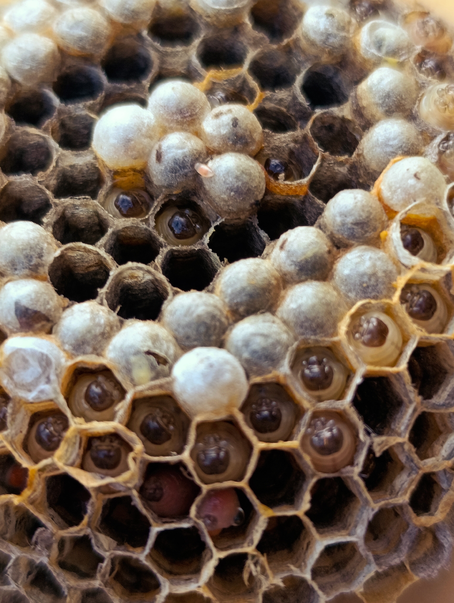 The image shows a close-up, top-down view of a section of a wasp nest, revealing numerous hexagonal cells. Many of these cells contain developing wasp larvae or pupae. Some cells are capped with a light-colored, waxy material, while others are open, exposing the occupants within. The cells are constructed from a fibrous, brownish material, typical of wasp nests. The background is out of focus, but appears to be a continuation of the nest structure. The location is stated as Shiroko pole, Bulgaria.