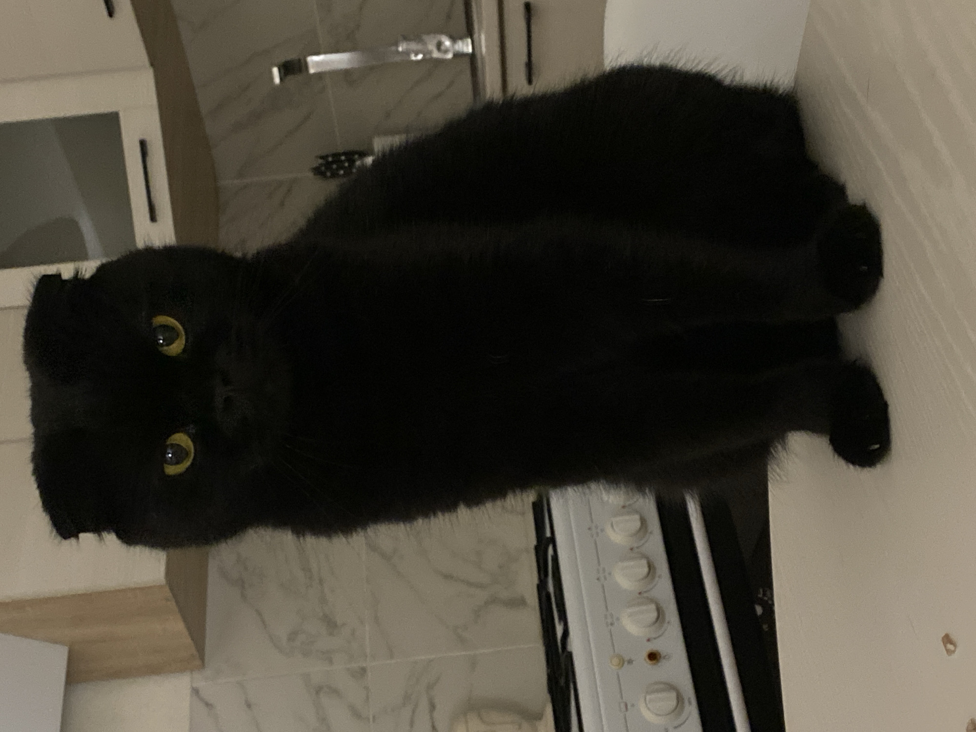 A black cat with folded ears and yellow eyes sits on a white surface in what appears to be a kitchen. The cat is facing the camera and is the central subject of the image. Behind the cat, a white stove with multiple knobs is visible, along with tiled walls and kitchen cabinets. The lighting is dim, creating shadows and highlighting the cat's eyes. The overall setting suggests an indoor domestic environment.