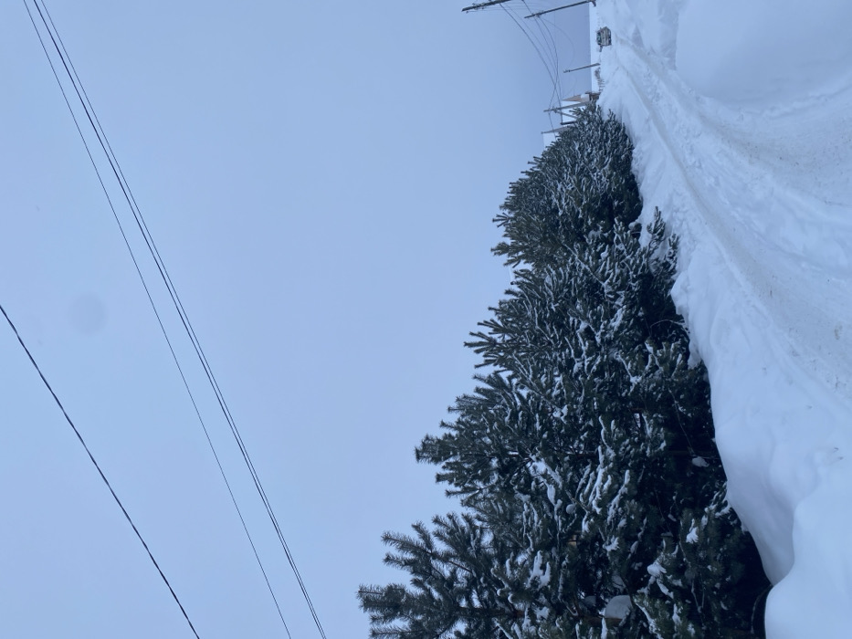 The scene depicts a snow-covered rural or semi-rural landscape in Мокино, Russia, under an overcast, pale blue-grey sky. The lower half of the image features a snow-packed unpaved road, showing distinct tire tracks, extending into the mid-distance towards the right. To the left of the road, a continuous line of snow-laden evergreen trees (conifers) forms a dark green barrier across the middle of the frame. In the mid-ground on the right, partially visible behind snowdrifts, are several light-colored residential structures with dark roofs. A single, light-colored vehicle is stationary on the road in the distance on the right. Multiple utility poles with various power and communication lines are present along the right side of the road and extend into the background. Two primary dark power lines traverse the upper portion of the sky diagonally from the upper left. No individuals or animals are visible.