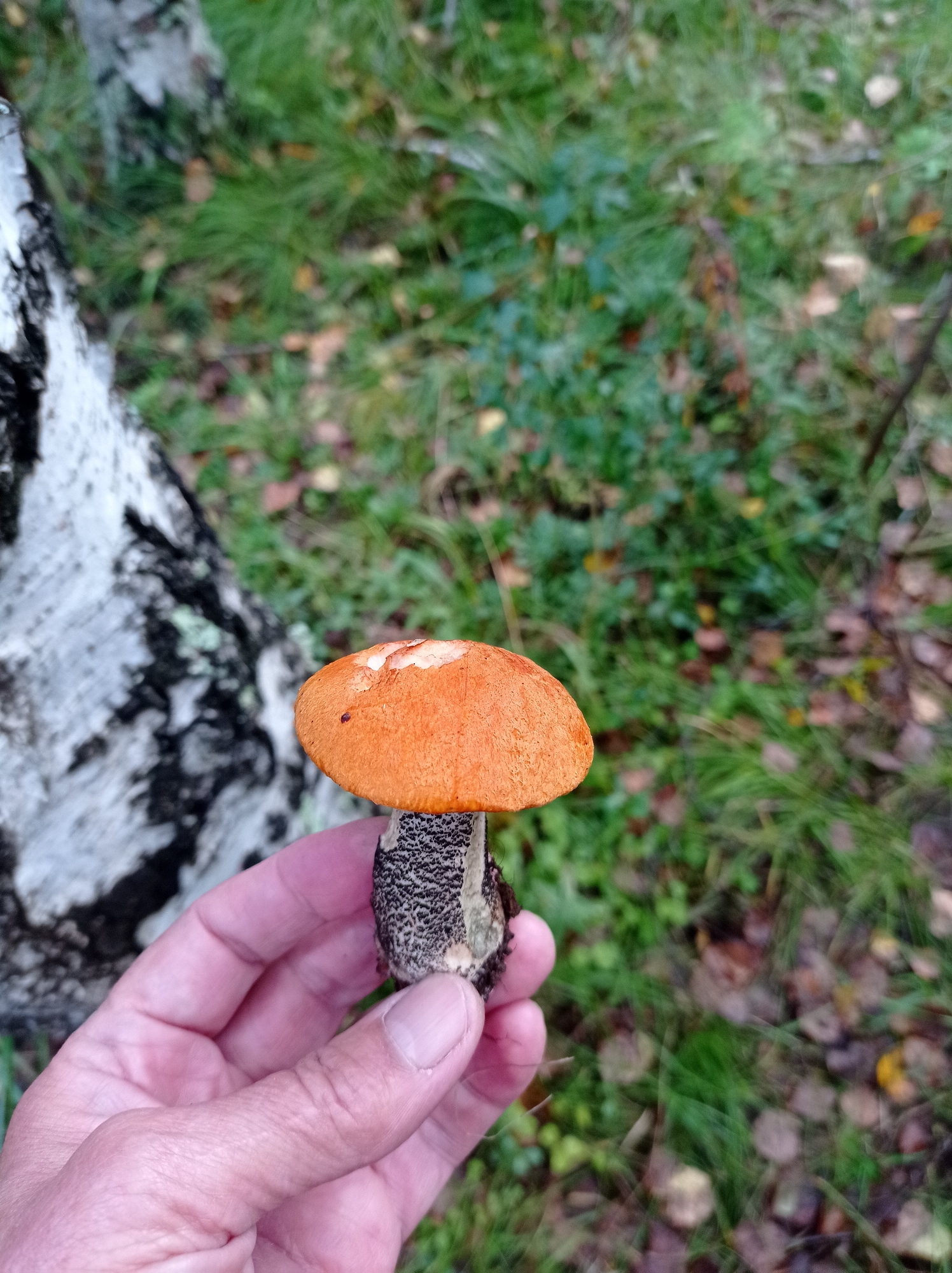 A person's hand, with visible fingernails and skin texture, is holding a mushroom. The mushroom has a vibrant orange cap and a stalk covered in a black and white patterned texture. The background is a forest floor with green grass, fallen brown leaves, and the bark of a tree with black and white markings. The scene appears to be outdoors in a natural environment. There is no indication of the city of Degtyarsk, Russia within the image.