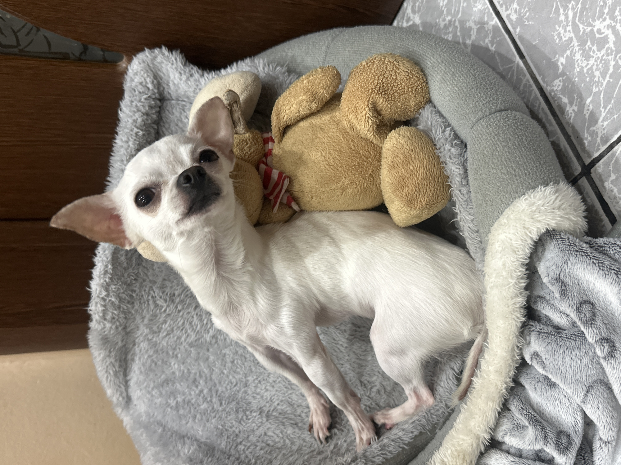 A white Chihuahua dog is lying in a gray, plush dog bed. A brown teddy bear with a red and white striped ribbon around its neck rests against the dog. The dog bed has a gray outer rim with a white faux fur inner rim. The background includes a wooden surface and a gray and white patterned tiled floor. The location is likely Sliven, Bulgaria, based on provided context.