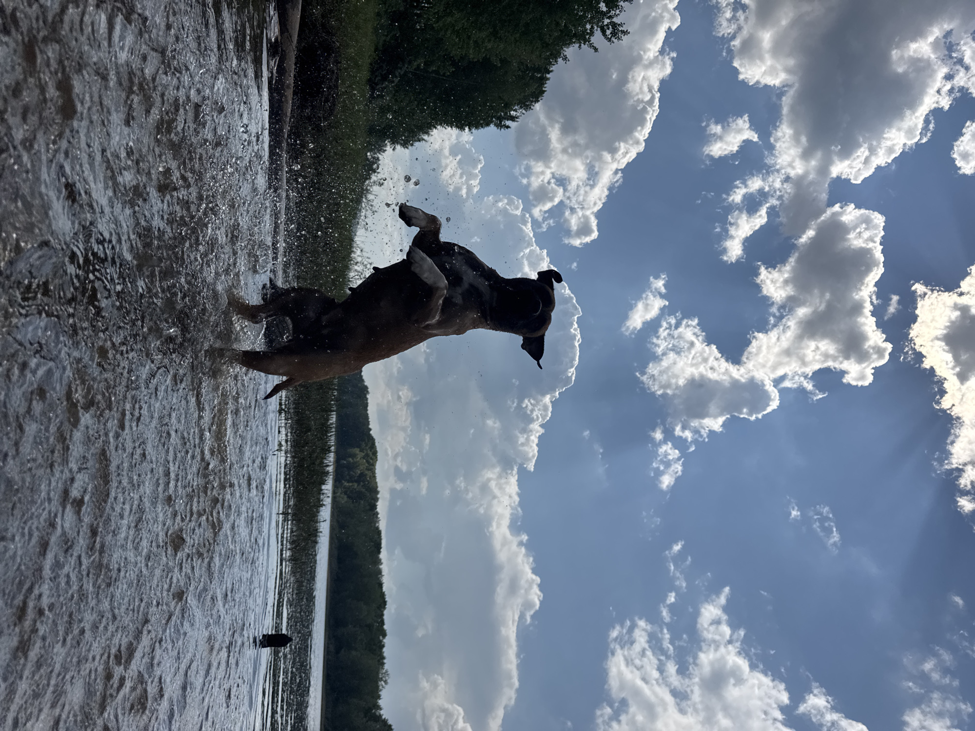 An athletic, brown dog, possibly a boxer mix, is captured mid-air, jumping out of the water with its front paws extended upwards. Water splashes around the dog, creating a dynamic and energetic scene. The dog is silhouetted against a bright sky filled with dramatic, fluffy white clouds and streaks of sunlight. In the background, a lush green forest line borders a calm river. The setting appears to be a natural outdoor environment, likely a riverbank, which is a common feature in and around the city of Chaikovsky, Russia, a city known for its recreational areas along the Kama River. The overall atmosphere is one of joy and freedom, as the dog plays in the water on a bright, partly cloudy day.