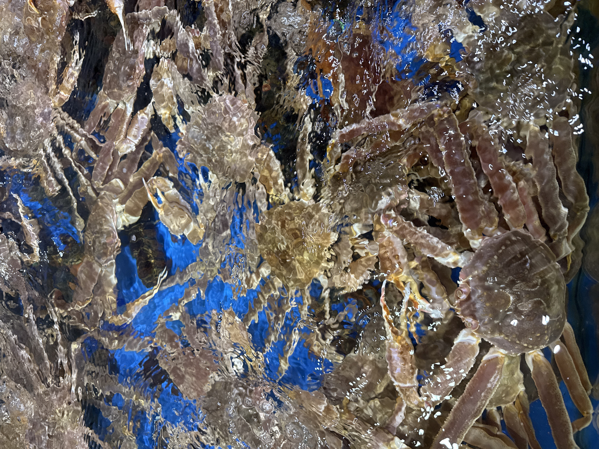 The image provides an overhead, detailed view of a densely populated tank of live crabs, situated in Haizhu District, China. Numerous large crustaceans, identified as probable snow crabs or king crabs, are submerged in clear, agitated water. Their carapaces display shades of light brown to reddish-brown, complementing their long, segmented legs. The bottom of the tank is uniformly bright blue, visible through the water and between the packed bodies of the crabs. The water's surface exhibits significant rippling and reflections, creating distortions and shimmering highlights. Small white bubbles are visible floating on the surface and clinging to the crabs, indicating active water circulation or aeration. No human presence or other distinct objects are discernible within the frame, focusing entirely on the aquatic display of crabs.