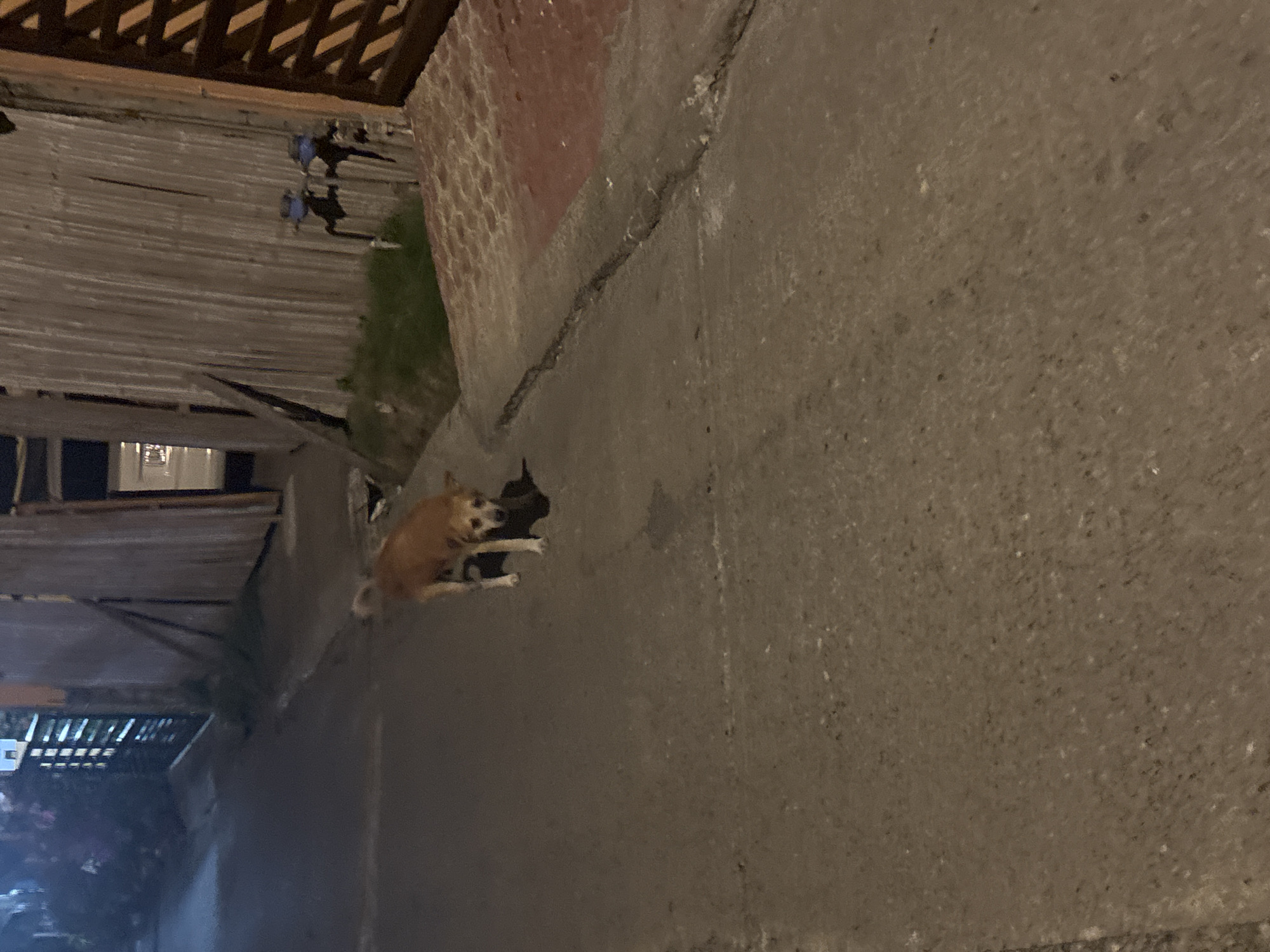 A shiba inu dog with tan and white fur is sitting on a concrete pathway, looking to its left. The dog is positioned in the lower left quadrant of the image. Behind the dog, a section of a brick wall can be seen, with a crack running through the concrete where the dog is sitting. To the left of the brick wall, there is a wooden fence with a lattice pattern and some grass. The scene appears to be outdoors at night, with artificial lighting casting shadows. The overall impression is a quiet, possibly urban setting. There is no visible text in the image.