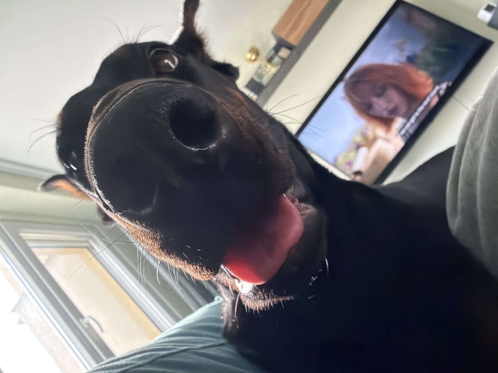 The image shows a close-up, low-angle view of a black dog, possibly a Doberman, with its nose filling the majority of the frame. The dog's pink tongue is slightly protruding. A window and a television are visible in the background. The television screen displays a person with red hair. The image was not taken in Sofia, Bulgaria.