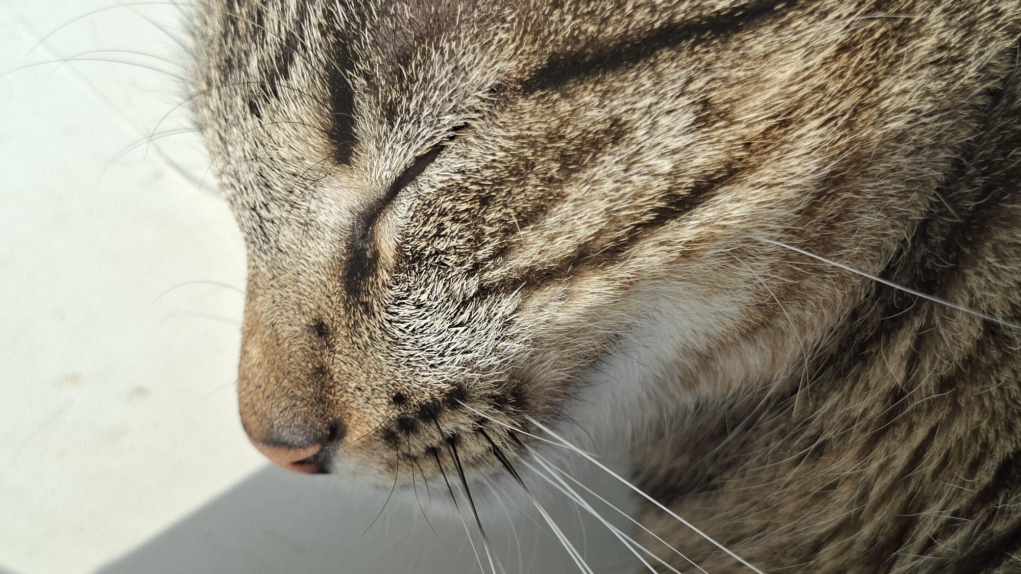 A close-up, profile view of a tabby cat's face is captured in a sunlit indoor environment. The cat's eyes are closed, with its muzzle and whiskers prominently displayed. The fur is a mix of brown, black, and grey tabby stripes, with some lighter fur visible on its chin and throat. The cat appears to be resting or sleeping, possibly on a windowsill or near a window, given the bright light source casting a shadow on the wall behind it. The background is a plain, light-colored surface, suggesting an indoor setting. The location is specified as Забалоцкі сельскі Савет, Belarus.
