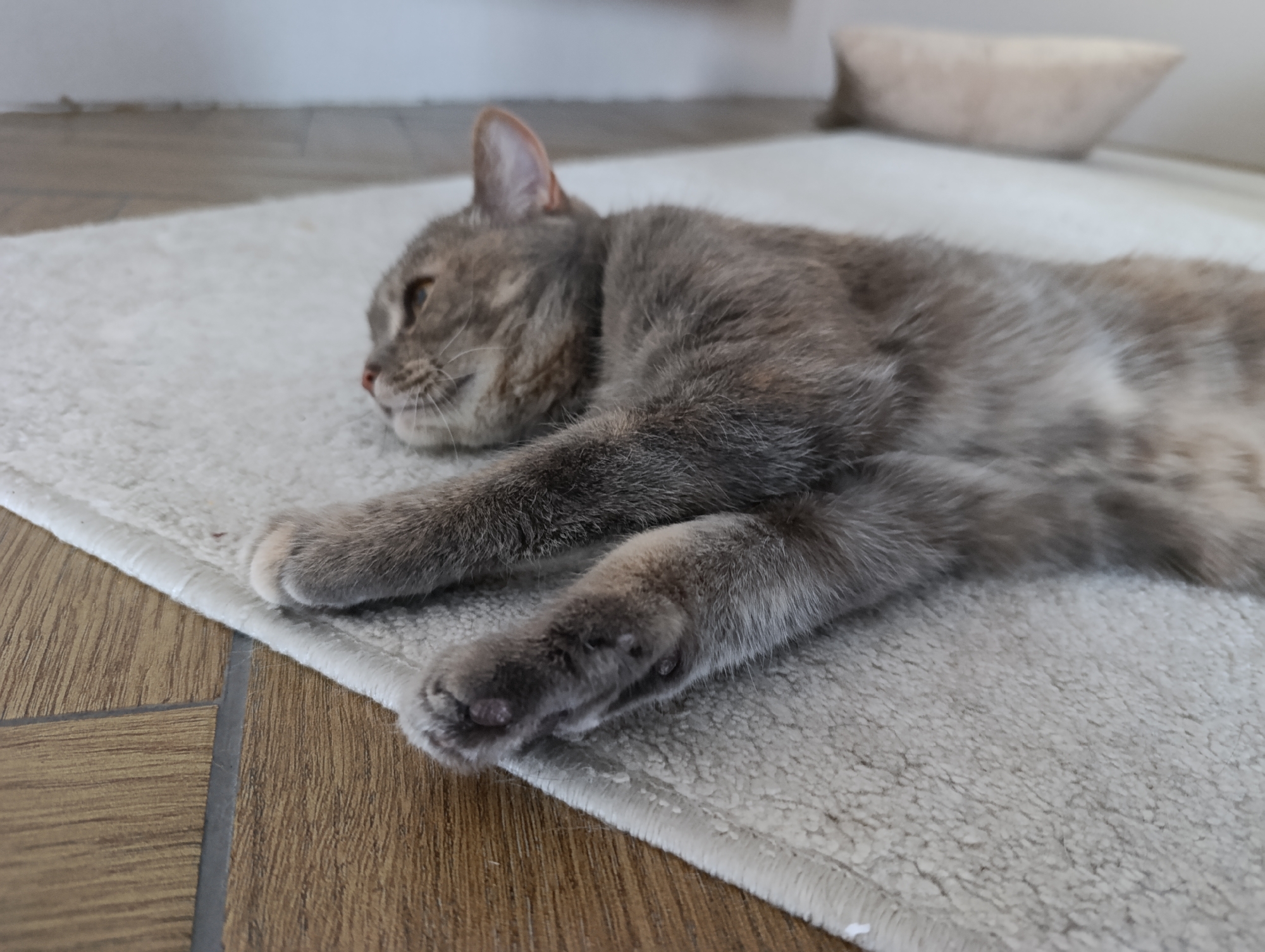 A gray cat is lying on a beige rug. The rug is on a wooden floor. A beige pet bed is in the background. The photo was likely taken indoors. There is no evidence to suggest this photograph was taken in Chaikovsky, Russia.