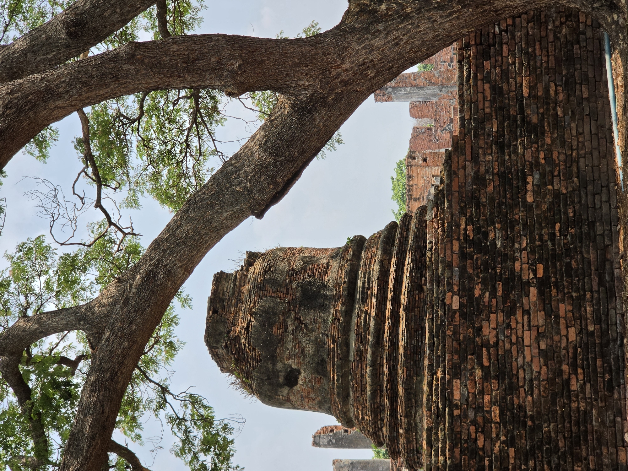 The image shows the ruins of an ancient structure in Phra Nakhon Si Ayutthaya City Municipality, Thailand, with a large tree in the foreground. The ruins appear to be constructed of red bricks and display significant deterioration. A large tree with thick branches and green leaves frames the left side of the image. The sky is visible in the background.
