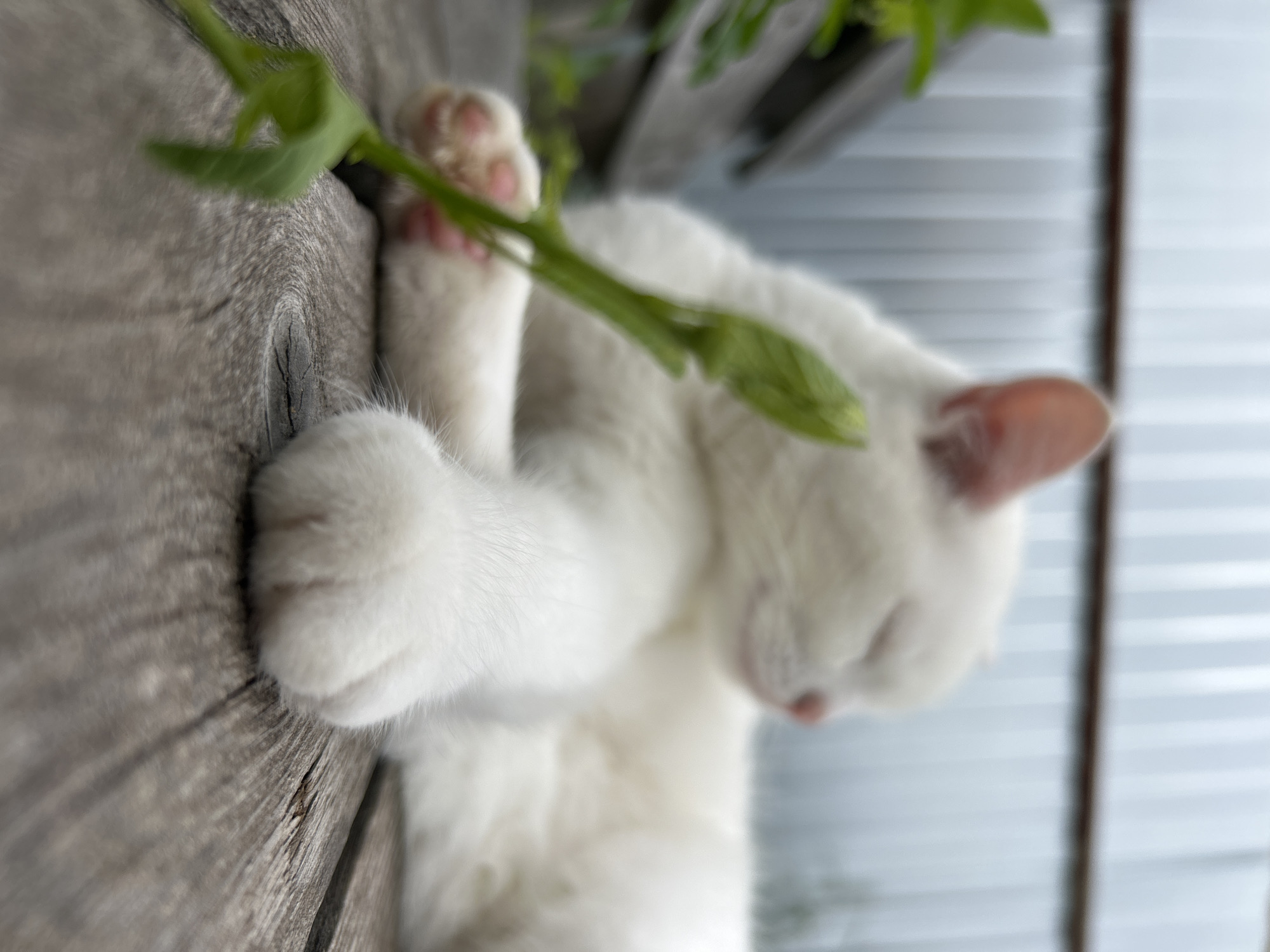 An out-of-focus, fluffy white cat with its eyes closed rests on a weathered wooden surface. In the foreground, a blurry green plant stem with leaves extends upwards. The background shows a blurred grey, corrugated metal fence. The scene is likely outdoors, possibly in a yard or garden in Chaikovsky, Russia.