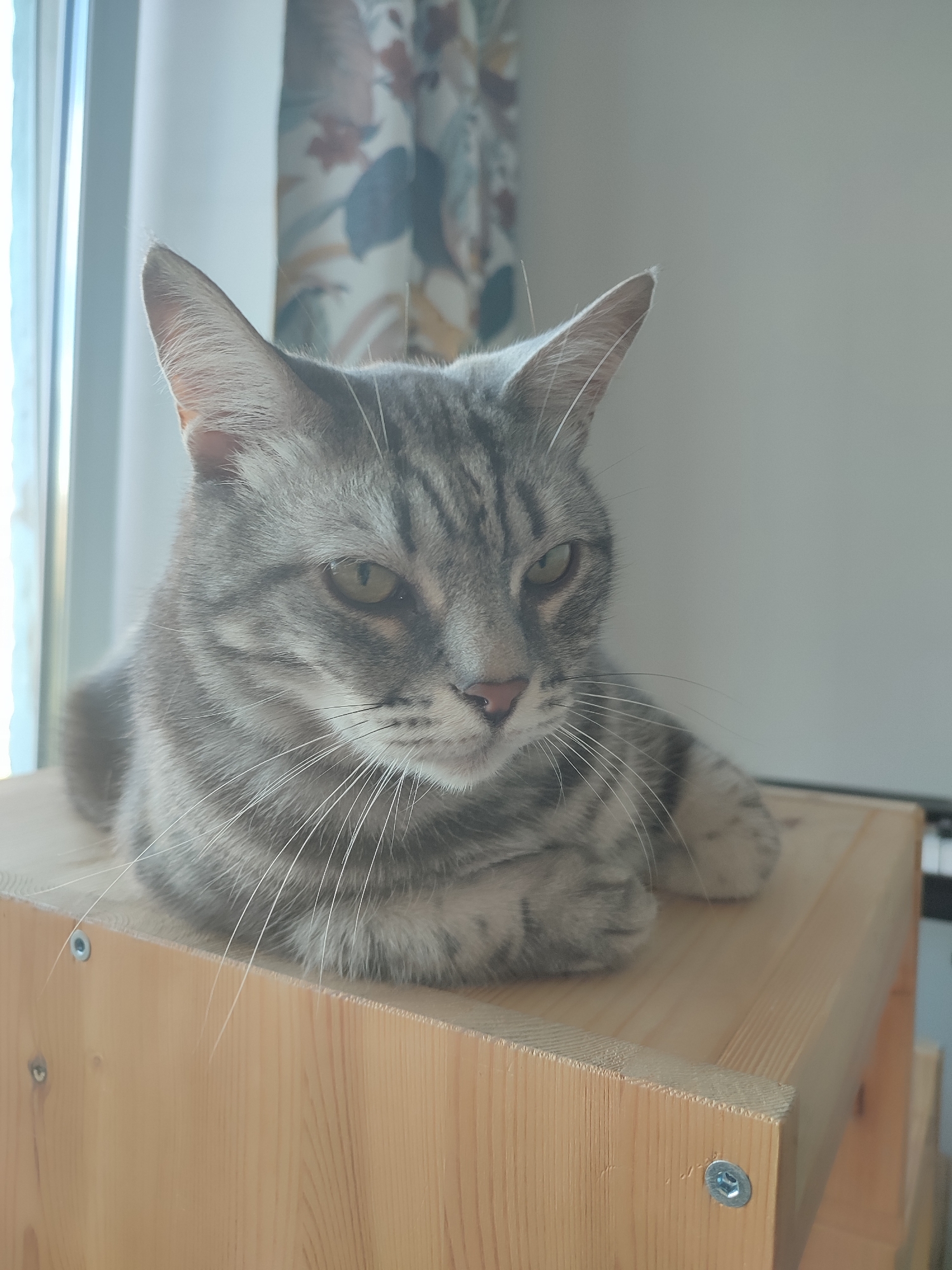 A close-up, eye-level, medium shot captures a tabby cat resting on a wooden structure, likely a pet bed or furniture piece. The cat is predominantly gray with darker tabby markings on its fur. Its eyes are partially closed, with the left eye slightly more open than the right, and it appears to be looking slightly to the right of the camera. The cat's ears are pointed upwards and forward, indicating alertness. Its whiskers are prominent and fanned out. The cat's front paws are tucked underneath its body, a typical resting posture.
The background is softly blurred, suggesting a shallow depth of field. To the left, a window with sheer curtains is visible, allowing natural light to illuminate the scene. The light appears to be soft, possibly indicating daytime, though the exact time is not discernible. Behind the cat and to the right, a portion of a keyboard or similar object with black and white keys can be seen. The overall setting appears to be indoors, in a domestic environment.
The composition focuses on the cat's face and upper body, highlighting its serene or perhaps contemplative expression. There is no visible text in the image. The image is a still photograph, with no activity or event taking place beyond the cat's resting state.