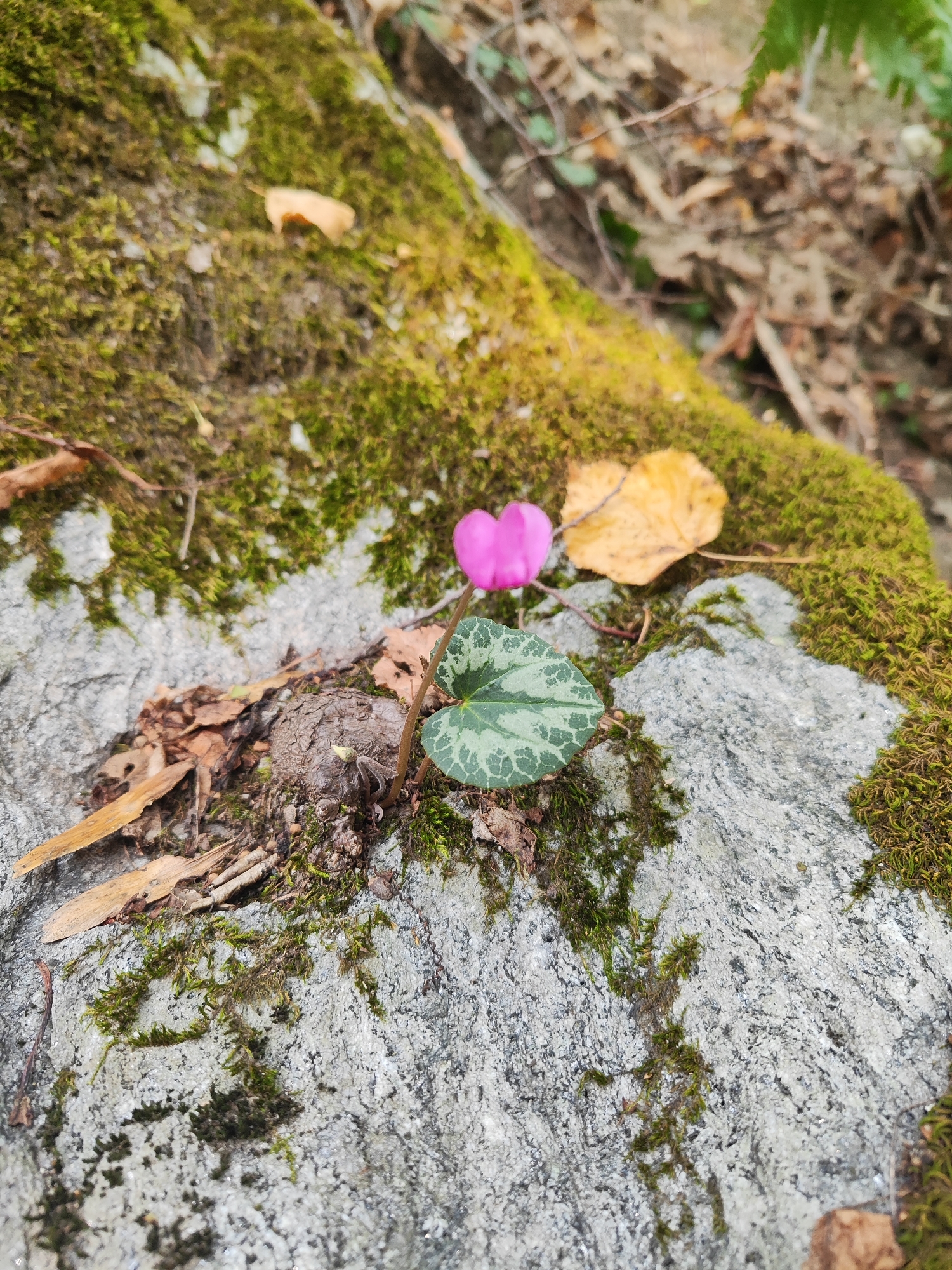 A single pink cyclamen flower with a heart-shaped leaf is blooming on a moss-covered rock in Varzo, Italy. The leaf has distinctive green markings. Dried leaves and some brown organic material are scattered around the base of the plant. The rock is grey and rough-textured, with vibrant green moss growing on its surface. In the background, out of focus, are dry leaves and possibly some greenery, suggesting a natural woodland environment. The lighting is soft, indicating it might be overcast or the image was taken in shaded conditions. There are no people present in the scene.
