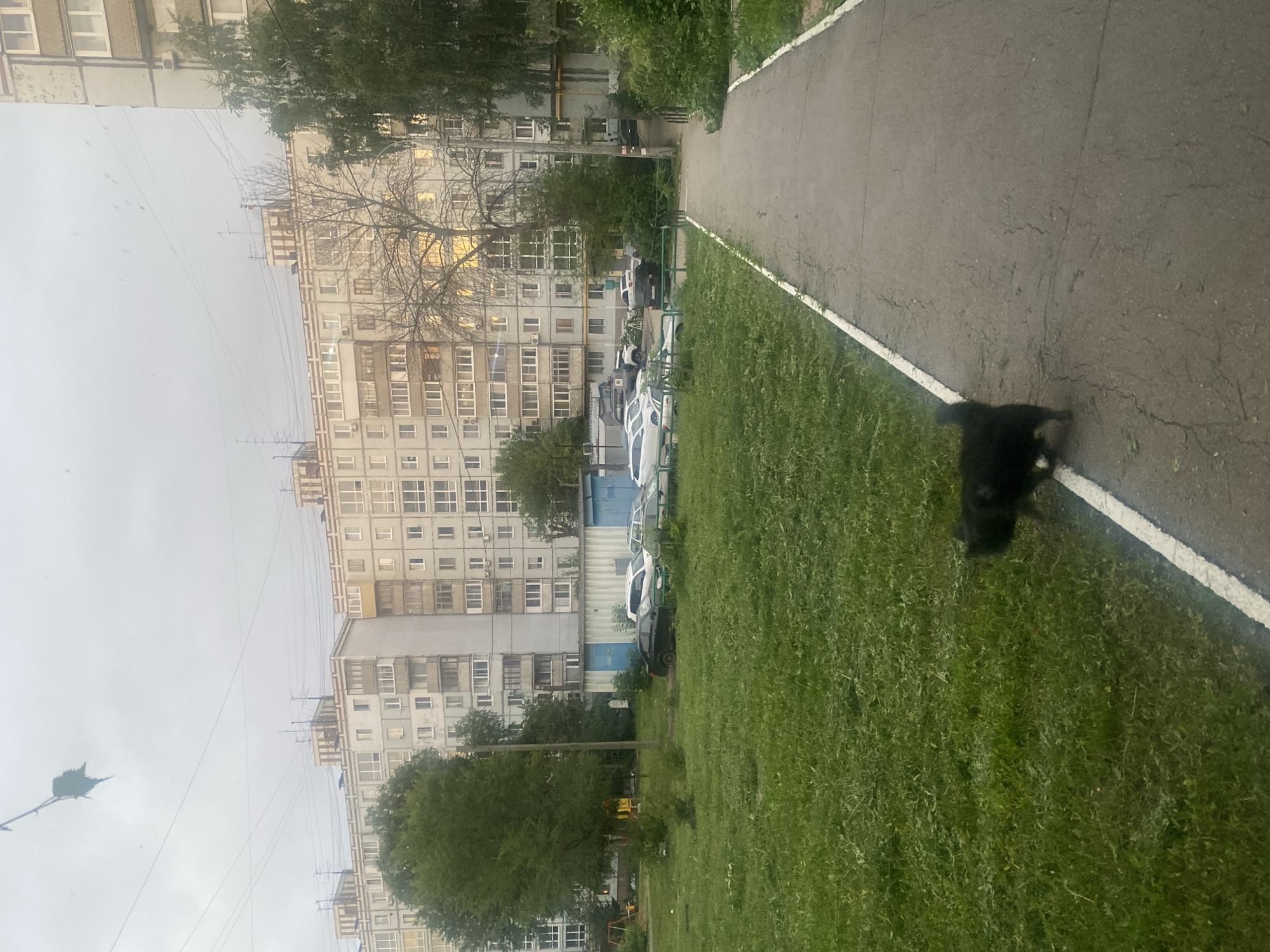 The image shows a street scene in Samara, Russia, with a black cat walking on a paved path next to a grassy area. In the background, there are several multi-story apartment buildings, some with balconies and windows. There are also trees and parked cars visible. The sky is overcast, and the overall lighting suggests it is either early morning or late evening. A few power lines are strung across the sky above the buildings. The path has a white border along its edge.