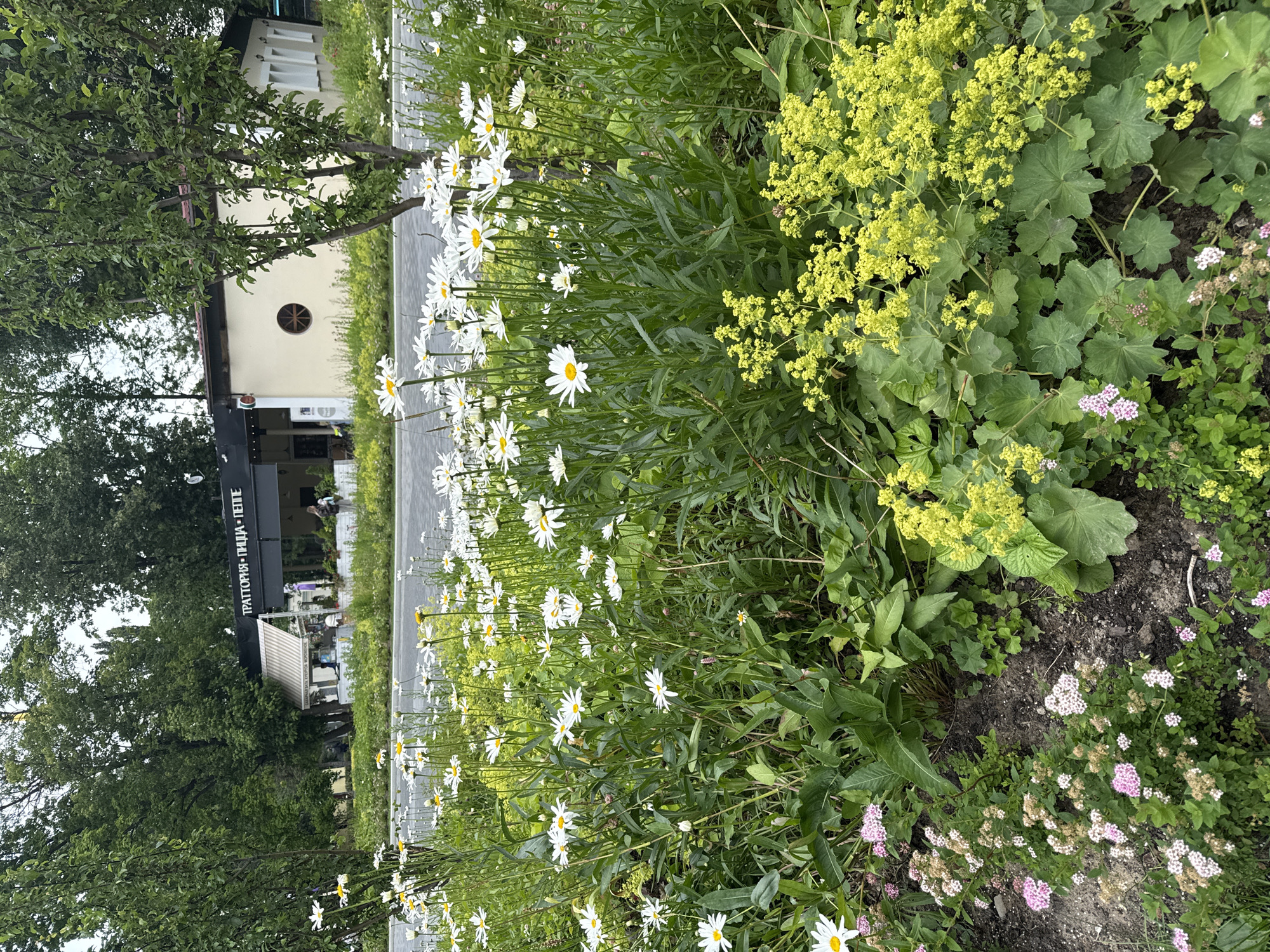 The image depicts a lively street scene with a focus on a vibrant flowerbed alongside a paved walkway. Daisies with bright white petals and yellow centers are in full bloom, interspersed with clusters of small yellow flowers and delicate pink blossoms. Lush green foliage forms a dense backdrop, with some larger, rounded leaves visible.
In the background, a building with a pale beige facade and white window frames stands partly obscured by a mature tree with dense green leaves. A black awning extends from the building, displaying Cyrillic text that reads "ПРАТТОРИЯ • ПИЦЦА • ГЕПТЕ" (Trattoria Pizza Gepte). Figures are visible in the distance, suggesting a leisurely atmosphere. The overall impression is one of a pleasant, possibly urban setting on a bright, overcast day. The image is oriented vertically, with the flowers dominating the foreground and right side, and the building and trees on the left. The paved area suggests a pedestrian walkway or street.