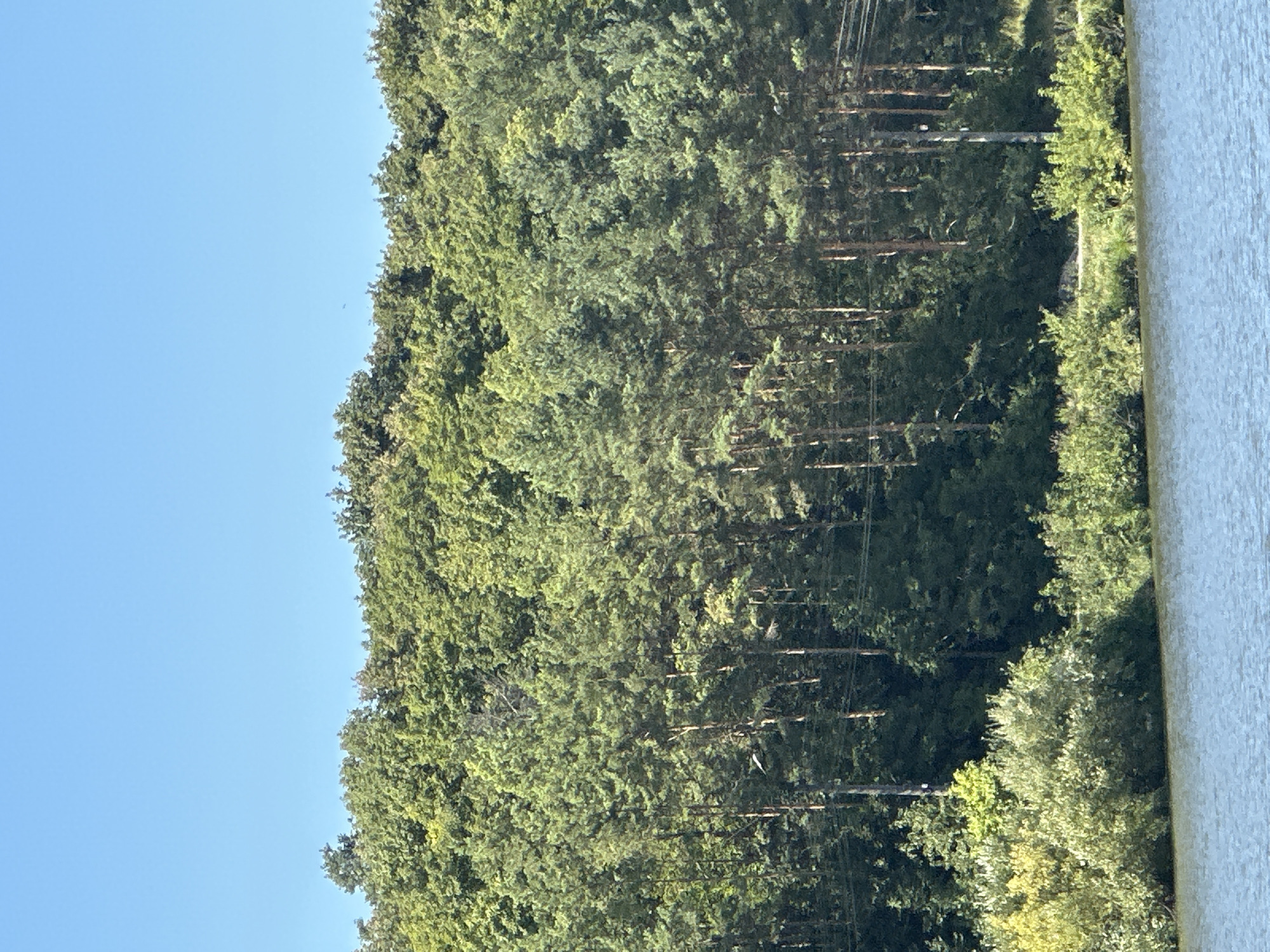 The image depicts a serene natural landscape with a clear blue sky dominating the upper portion. A dense line of lush green trees, a mix of coniferous and deciduous species, forms a thick forest that stretches across the horizon. The trees are vibrant and healthy, suggesting a temperate climate.
In the foreground, a calm body of water, likely a lake or river, occupies the lower part of the frame. Its surface is a muted blue-gray, with subtle ripples indicating a gentle breeze. The water meets a shoreline covered in a variety of green bushes and smaller trees, providing a transition from the water to the dense forest behind.
Visible among the trees are several tall, slender pine trees with distinct dark trunks and green needles. There are also hints of utility lines running horizontally across the middle ground, suggesting the proximity of human infrastructure to this natural setting. The overall impression is one of tranquility and natural beauty. This scene is consistent with the natural environments found in and around Makiv, Ukraine, known for its picturesque countryside and abundant greenery.