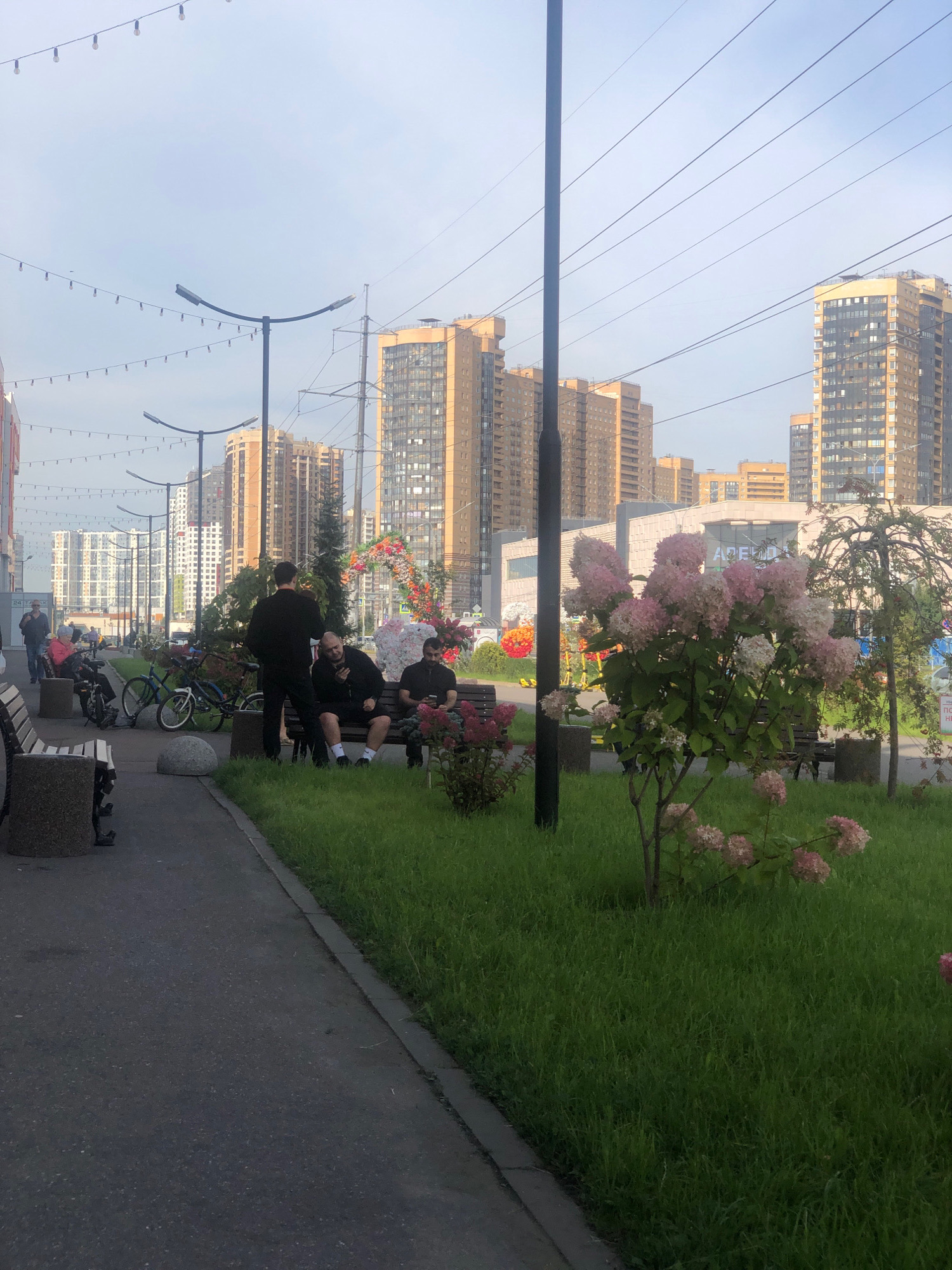 The image depicts a street scene in Pargolovo, Russia. In the foreground, a paved walkway runs along a grassy area with a blooming hydrangea bush featuring pink and white flowers. To the left of the walkway are several concrete benches. Further down the walkway, three men are seated on a bench, with one man standing nearby. One of the seated men is looking at his phone. Behind the bench and men, a large decorative archway with floral elements is visible. Beyond this, a shopping center with the text "АРЕНА" (ARENA) is apparent. The background is dominated by numerous tall, modern residential buildings with light-colored facades, suggesting a newly developed urban area. Overhead, power lines and streetlights are strung across the sky, which is overcast. Several bicycles are parked in the middle ground, and other people are seen walking and sitting on benches further down the street.