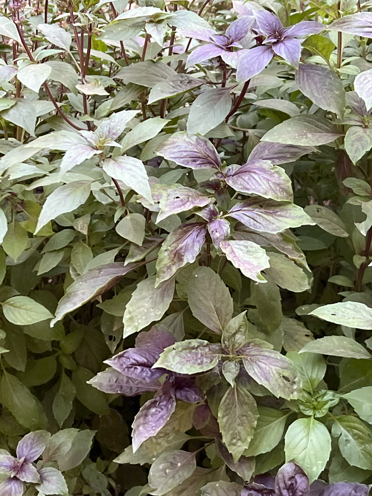 A close-up, high-angle shot captures a dense collection of basil plants. The leaves display a mix of green and deep purple hues, with some leaves exhibiting significant purple coloration and veining, while others are predominantly green with subtle purple undertones. The stems are thin and appear reddish-brown. The foliage is lush and layered, creating a textured backdrop with varying degrees of light and shadow. There are no visible people or structures in the frame. The setting is an outdoor environment, implied by the natural growth of the plants.