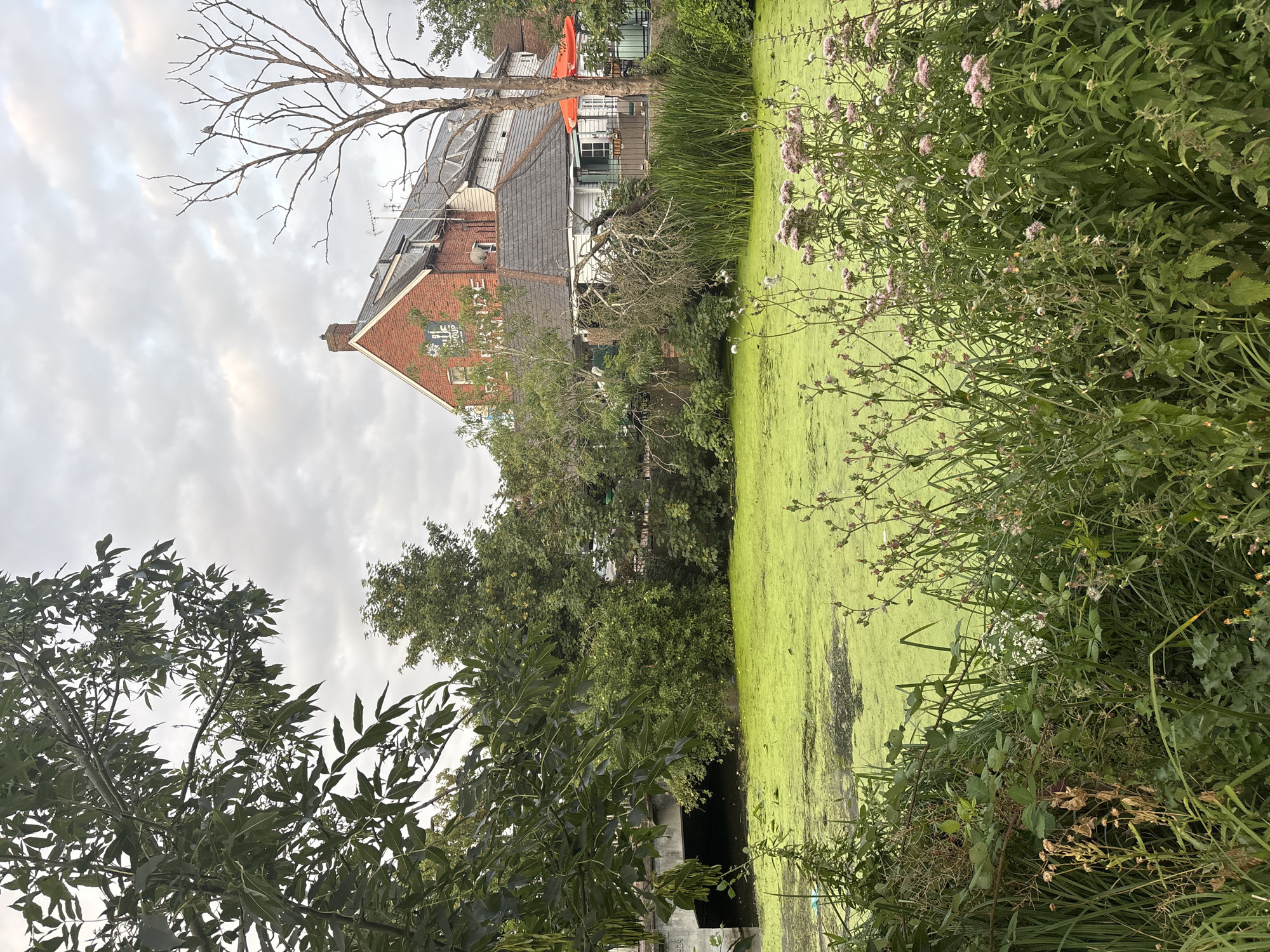This image depicts a tranquil scene with a focus on the River Chelmer in Chelmsford, United Kingdom. The river is covered in a thick layer of bright green algae, giving it a striking, almost unnatural appearance. On the right bank, a prominent red-brick building with white trim stands out, identified as "The Ship" pub by the signage visible. The building has multiple windows, a dark tiled roof, and an orange umbrella shades an outdoor seating area. A tall, bare tree with gnarled branches is situated near the pub, with a bird perched on one of its limbs. Lush green vegetation, including reeds and flowering plants, frames the foreground and borders the river. In the background, a concrete bridge arches over the river, with trees and foliage dense on both sides, obscuring the view further into the distance. The sky is overcast with soft grey clouds. There are no people visible in the image, and the overall impression is one of serene, natural beauty contrasted with the presence of human habitation.