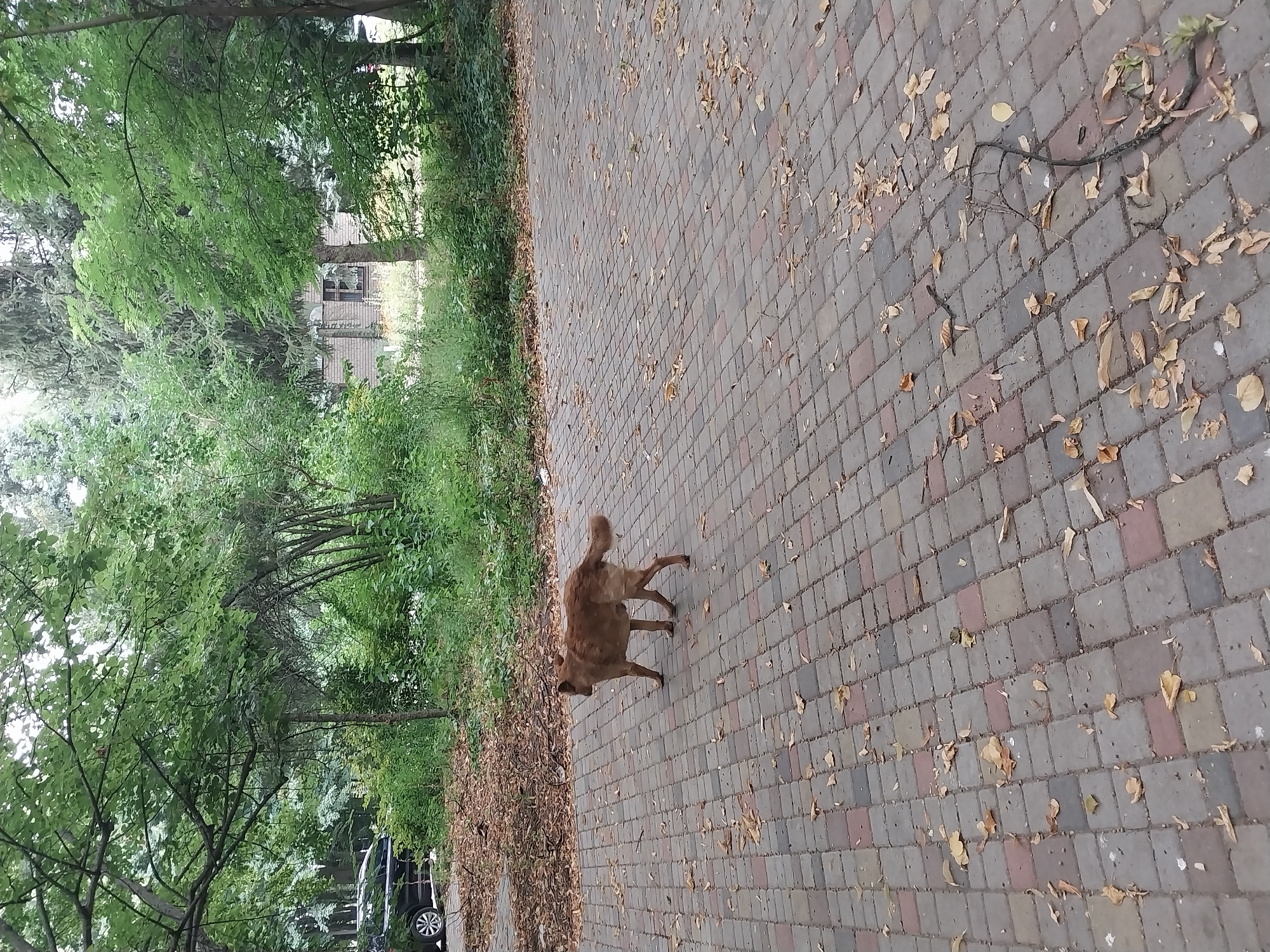 A medium-sized, tan-colored dog with a fluffy tail walks across a paved pathway littered with fallen leaves. The pathway is made of interlocking rectangular pavers in shades of gray, red, and brown. The dog is in motion, facing to the left of the frame, with its body angled slightly towards the viewer. Behind the dog, a line of dry leaves and twigs is visible along the edge of the paved area. Further back, a black car is partially visible parked on a dirt or gravel surface. The background consists of lush green trees and dense foliage, with a hint of a building visible through the trees on the right side of the image. The overall scene suggests an outdoor environment in a park or residential area, possibly on the outskirts of Doslidne, Ukraine, given the mention of the location. The lighting suggests it is daytime, with overcast or diffused light.