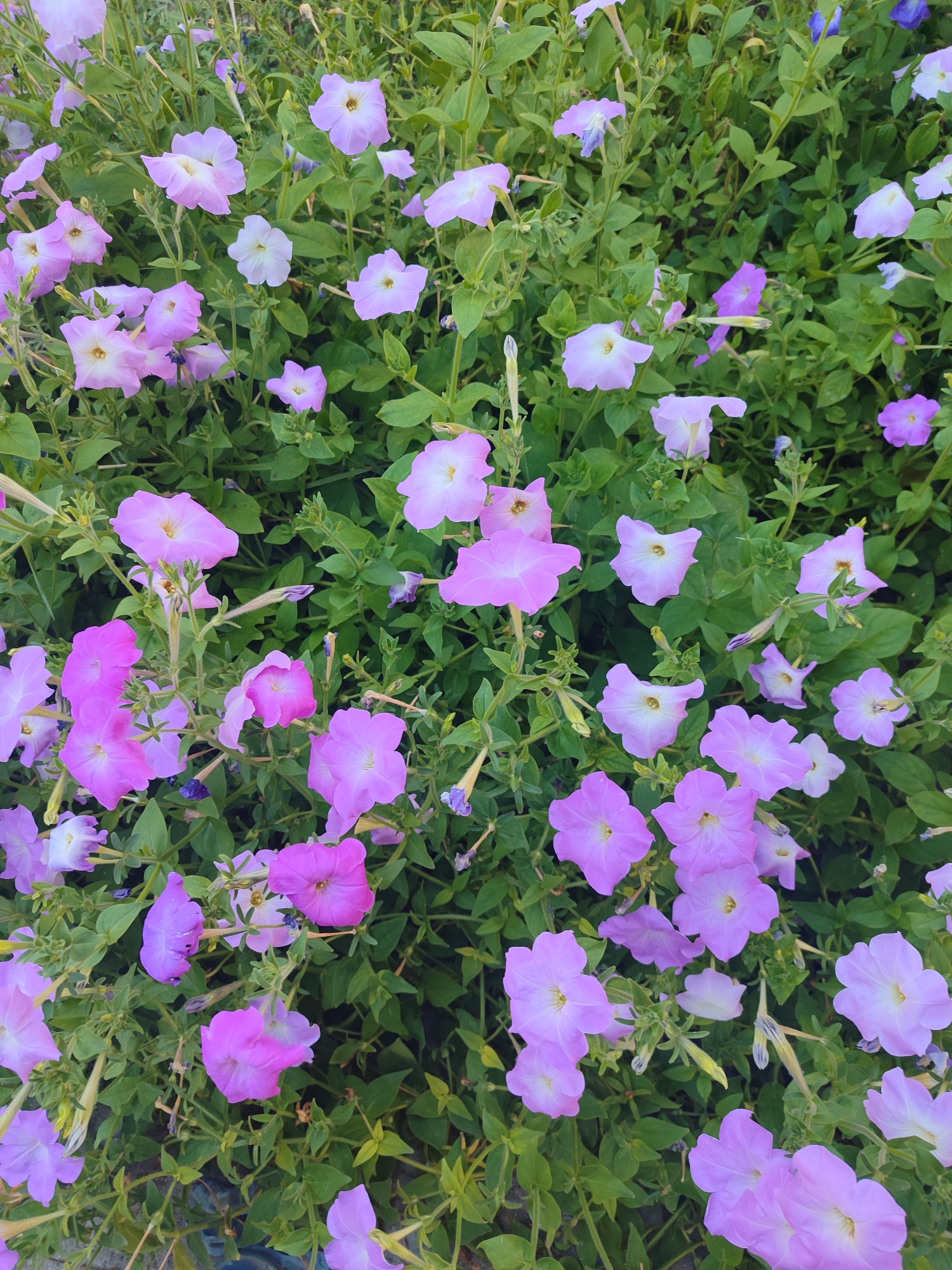 A close-up, overhead shot displays a dense growth of blooming petunias. The flowers, predominantly in shades of light purple and pink, have a trumpet-like shape with delicate petals. Green foliage forms a lush backdrop, with some leaves catching the light and others in shadow. The image is taken outdoors, suggesting a garden or park setting within the city of Unknown, Unknown. There are no people or other discernible subjects in the frame.