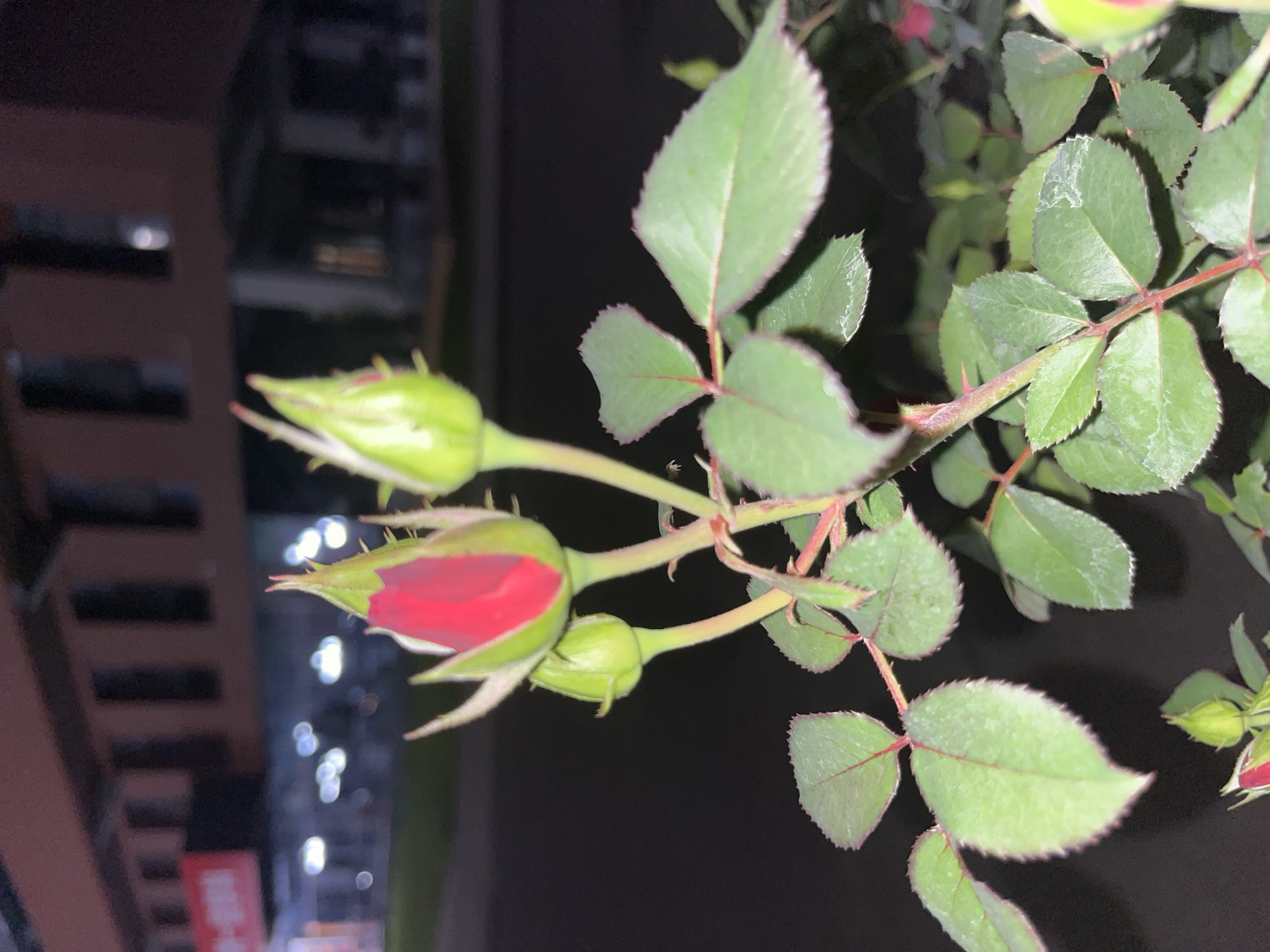 A close-up, low-light photograph captures a cluster of rosebuds and leaves in the foreground, with a blurred urban background. The rosebuds, predominantly green with hints of red on one, are the main subject, with thorny stems and serrated green leaves fanning out. The background is dark, suggesting nighttime, with out-of-focus lights and the indistinct shapes of buildings. The scene is likely located in Yuzhong District, China, given the context provided. No people are visible in the image.