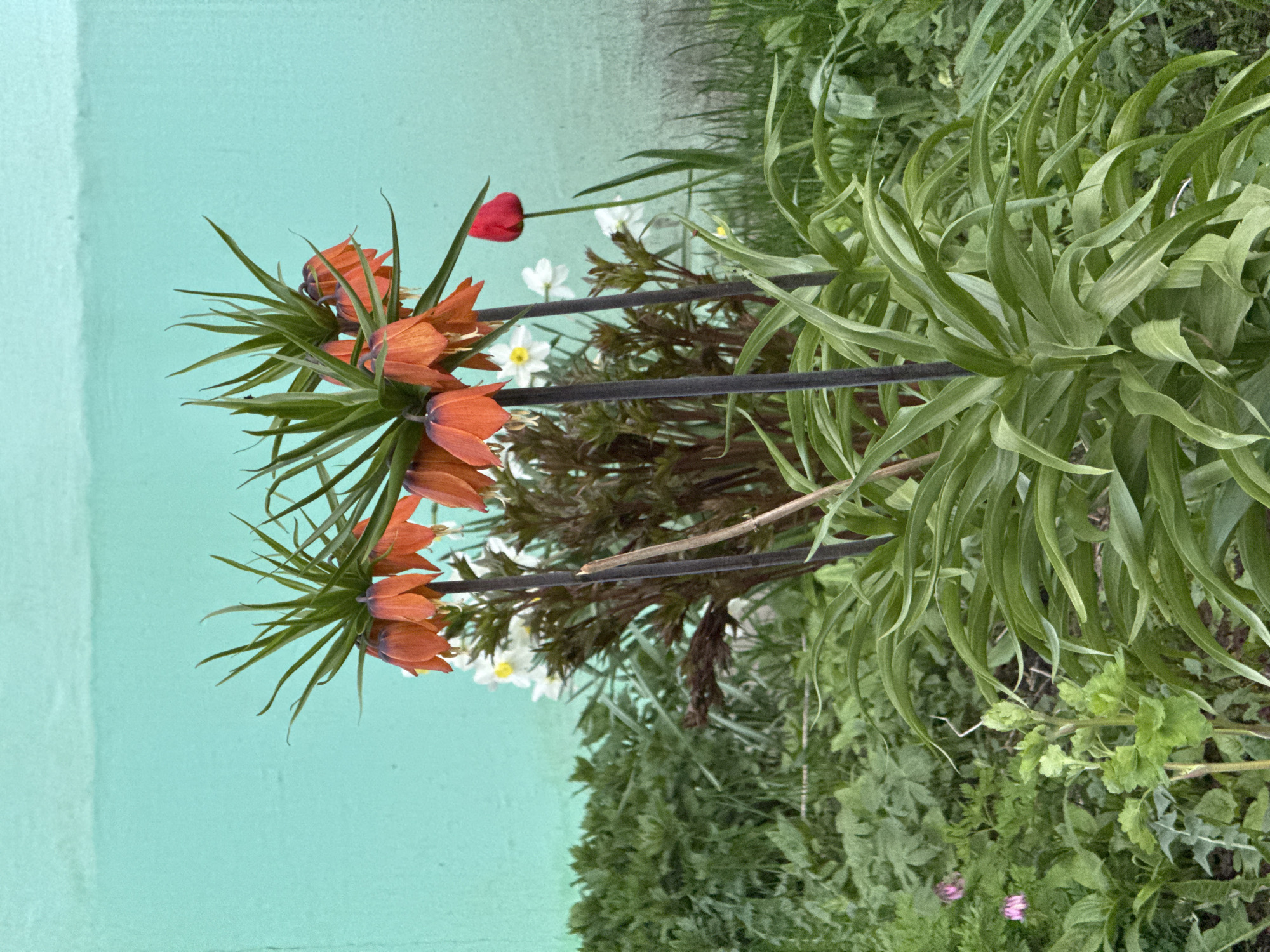 The image shows a variety of flowers against a light blue background, likely a wall or fence. Prominent are orange Fritillaria imperialis flowers, with green foliage. There are also small white flowers and a single red tulip. The flowers are partially obscured by a dark horizontal structure, possibly a fence or trellis. The plants are located outdoors, with various green plants and grasses visible in the lower part of the frame.
Based on the information provided, it is impossible to conclusively identify the location as Chaikovsky, Russia, without additional information or contextual clues within the image.
