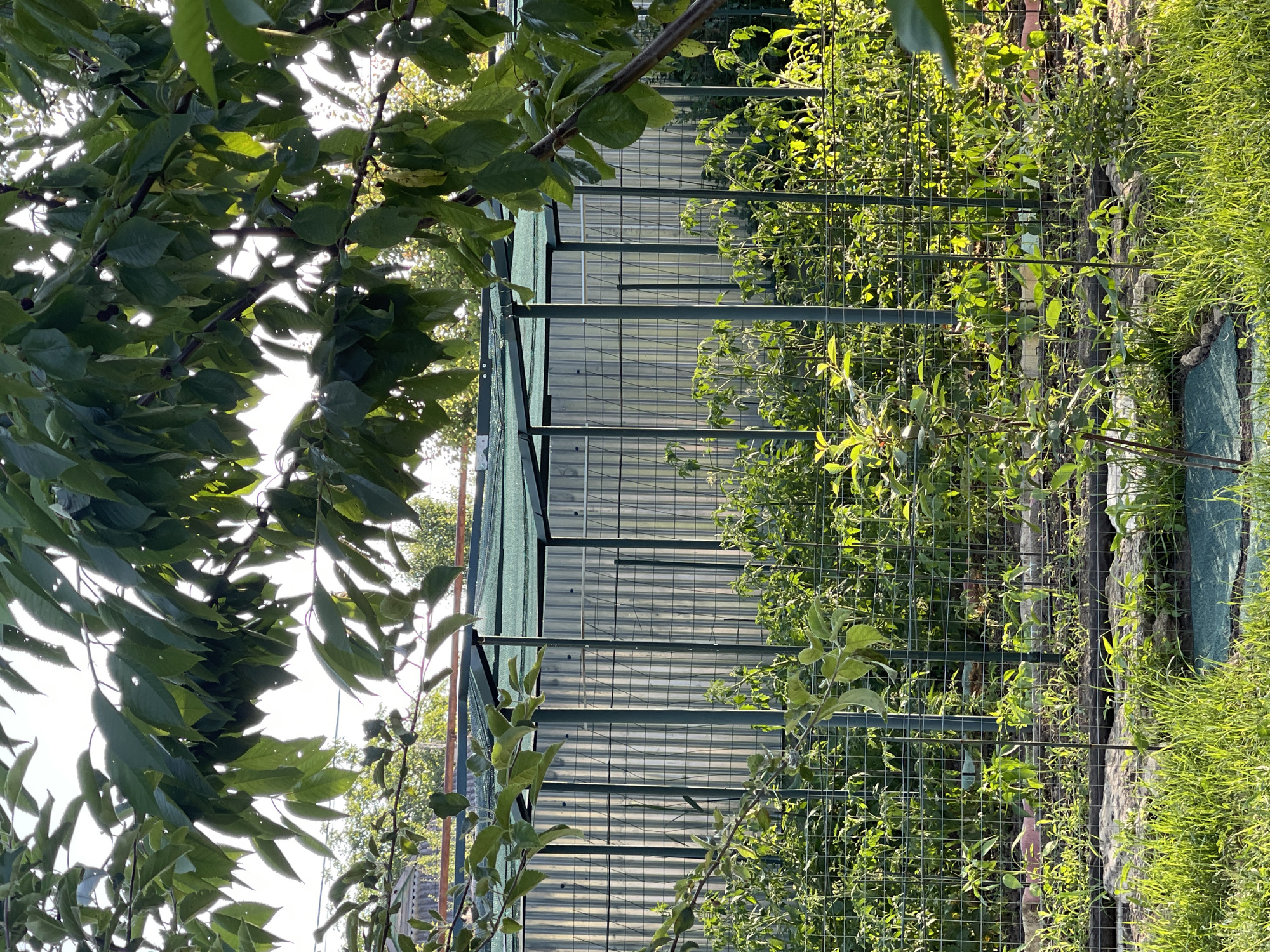The media file shows a garden scene in Donskoye, Russia, bathed in the bright light of a sunny day. The perspective is from within the garden, looking outwards. In the foreground, lush green leaves of a tree hang down, obscuring parts of the view and creating dappled sunlight. Beyond the foliage, a metal fence with a green mesh runs horizontally across the frame. This fence encloses a garden area where various plants are growing, including what appear to be tomato plants supported by stakes. The plants are vibrant green and healthy, suggesting a productive growing season.
Behind the garden fence, a structure made of corrugated metal sheeting is visible. This structure, possibly a shed or greenhouse, has a utilitarian appearance. The overall impression is of a well-maintained home garden, likely in a rural or suburban setting given the abundance of greenery. The sunlight suggests it is daytime, likely late morning or afternoon, given the angle of the light. The overall mood is peaceful and serene, reflecting the tranquility of a garden on a pleasant day. No people are visible in the frame, nor is there any text.