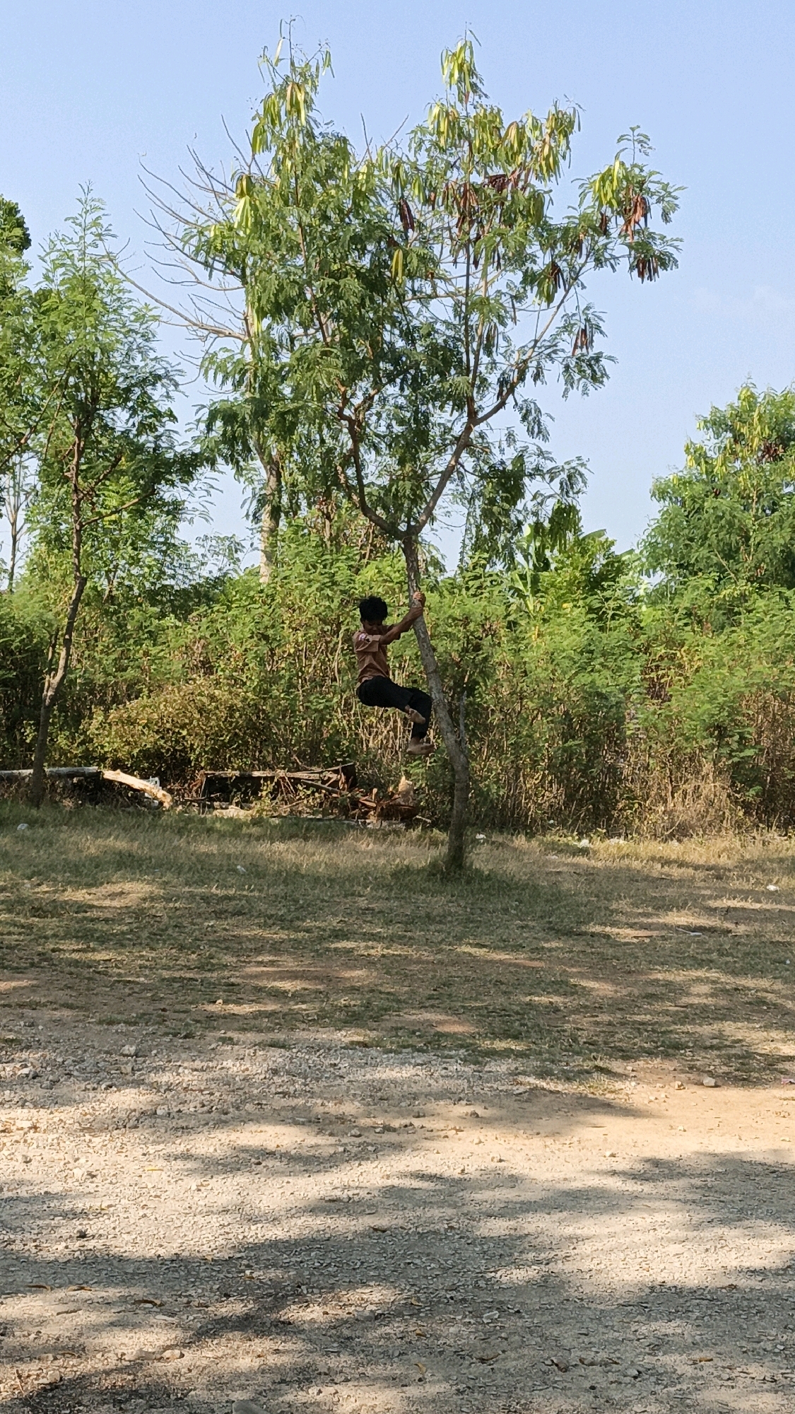 A young person is shown climbing a tree in Cikal, Indonesia. The person, dressed in a light brown shirt and dark pants, is positioned on the right side of the tree trunk, with their legs wrapped around it and hands gripping the bark. The tree is slender and has sparse foliage with some seed pods hanging from the branches. Behind the tree, a dense wall of green vegetation forms the backdrop, with the clear blue sky visible above. The ground in the foreground is a mix of gravel and dry grass, with dappled sunlight casting shadows. In the mid-ground, there appears to be some scattered debris, possibly remnants of wooden structures or branches. The overall scene suggests an outdoor, natural setting during daylight hours.