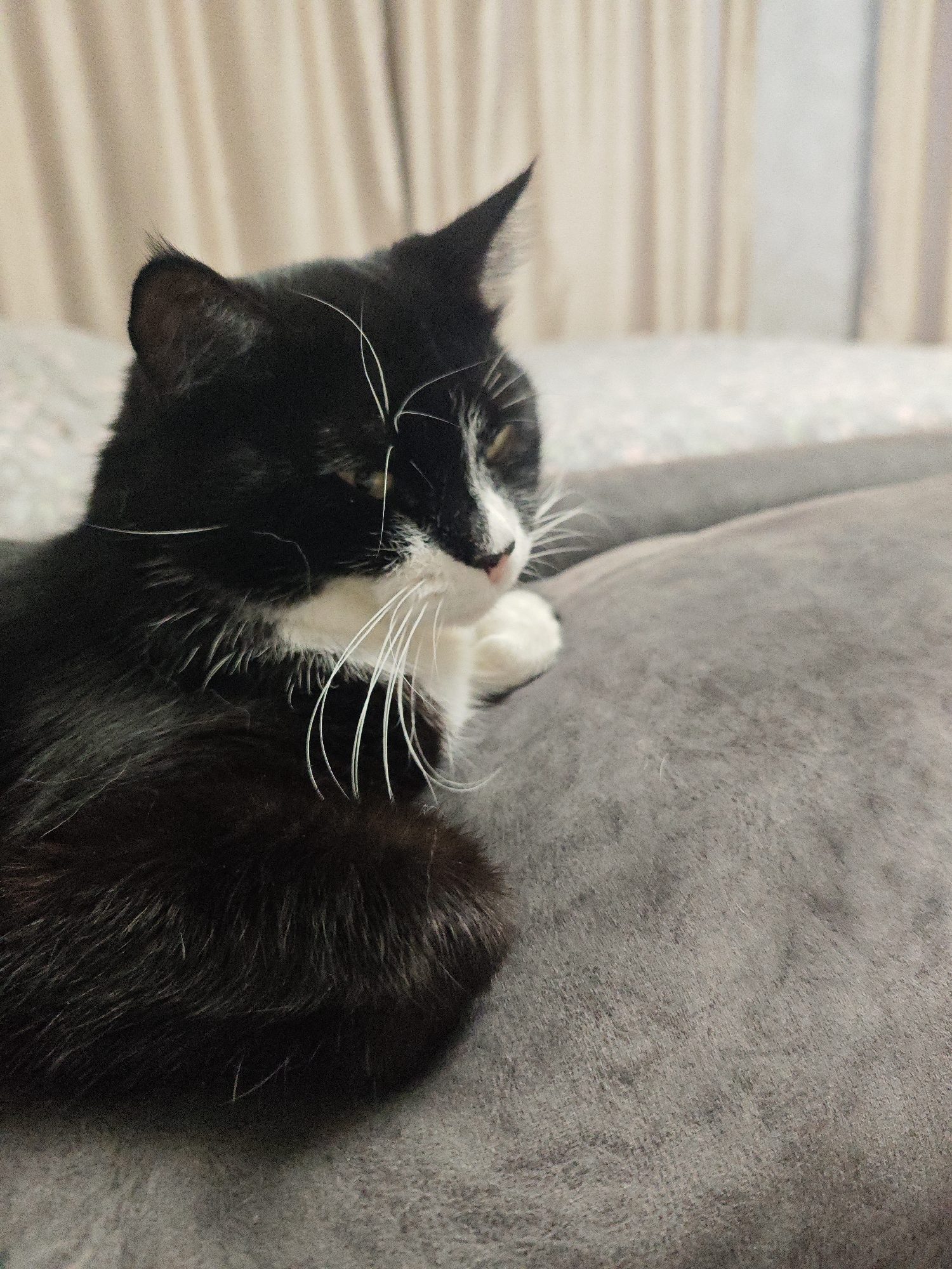 The image shows a black and white cat resting on a gray surface, likely a bed or couch. The cat is positioned on the left side of the frame, facing to the right with its eyes mostly closed, giving the impression of a relaxed or sleepy state. Its fur is black with white markings on its face, chest, and paws. Long white whiskers are prominent. The background features soft, blurred curtains, suggesting an indoor setting. The lighting appears to be natural, possibly from a window, and the overall atmosphere is calm and cozy. There is no visible text in the image.