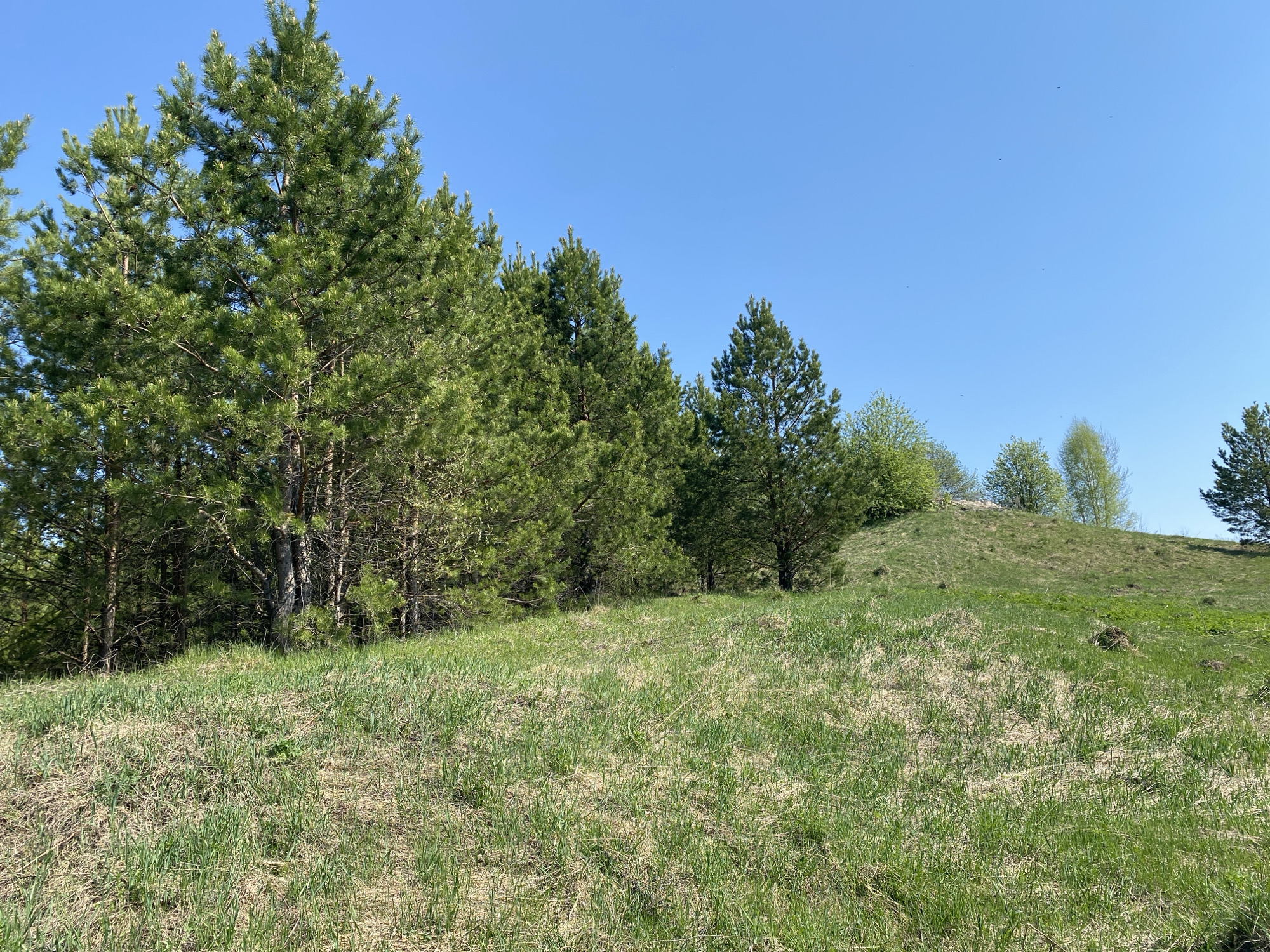 The image depicts a grassy hillside in Malyi Bukor, Russia. The foreground is covered in low green grass, with patches of brown, possibly from dead grass. A cluster of tall, green pine trees stands at the left edge of the frame, growing on the hillside. Further up the hill, to the right of the pine trees, are several smaller deciduous trees with lighter green leaves. The sky is clear and blue. There are no people, subjects, objects, actions, or interactions visible beyond the description of the landscape.