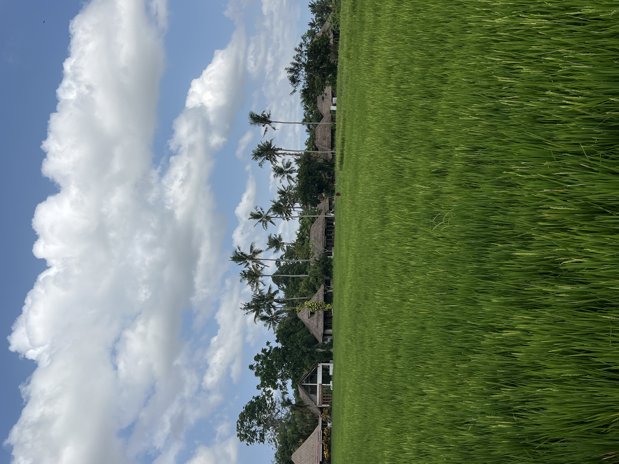 The image captures a serene rice field landscape in the Ubud District of Indonesia, characterized by lush green rice paddies occupying a large portion of the frame. Interspersed along the edge of the field are thatched-roof structures, partially obscured by trees, including tall palm trees. The sky above is a mix of blue and white, with puffy white clouds dominating the view. The absence of people or animals emphasizes the tranquility of the natural setting.