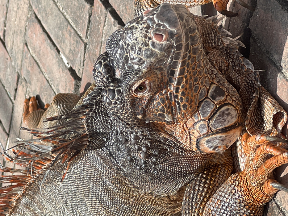 A large, reddish-orange and dark grey-brown iguana rests on a brick paved surface, viewed from a close, slightly elevated perspective. The iguana's head, facing right, displays intricate scales, prominent raised tubercles on its cranium and jowls, and a visible right eye with a dark pupil and brown iris. Pinkish nostrils are discernible on its snout. A prominent dorsal crest, featuring sharp, spiky osteoderms with dark grey and orange bases, extends along its back. The reptile's body is covered in textured scales, with forelimbs and claws visible in the lower left and a partial limb in the upper right, all showing the distinctive orange and grey scaling. The environment consists of reddish-brown interlocking brick pavers, illuminated by bright daylight, casting subtle shadows. No other subjects or interactions are present. The scene is situated in Nha Trang, Vietnam.