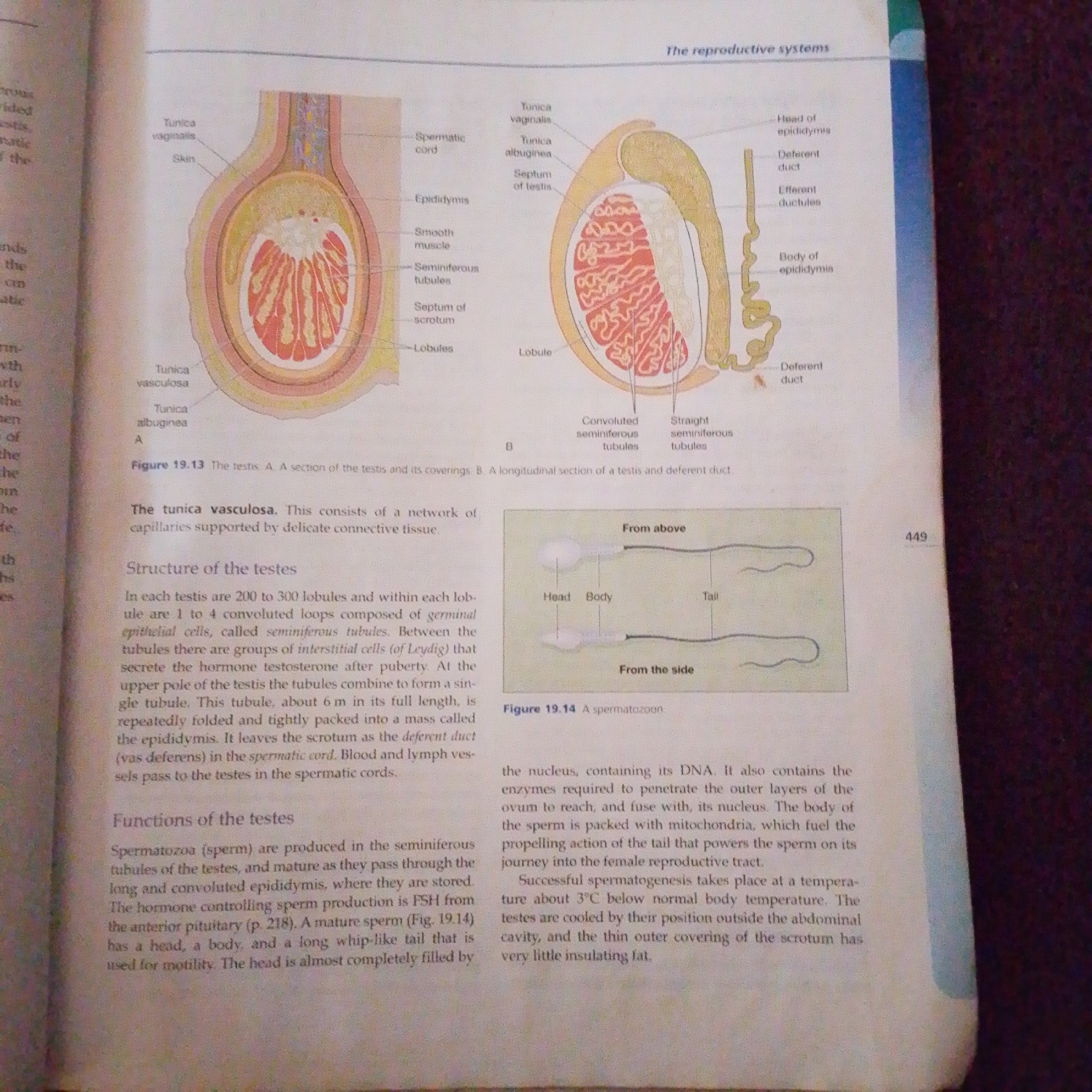 This is a photograph of an open textbook page featuring anatomical diagrams of the male reproductive system. The primary subjects are detailed illustrations of the testis, its coverings, and a spermatozoon.
The diagrams are labeled with text, including "The reproductive systems," "Tunica vaginalis," "Tunica albuginea," "Epididymis," "Seminiferous tubules," "Lobules," "Deferent duct," and "Spermatic cord." Figure 19.13 illustrates a cross-section of the testis and its coverings, while Figure 19.14 shows a spermatozoon from above and the side.
The text on the page describes the structure and functions of the testes, including the tunica vasculosa, seminiferous tubules, interstitial cells, and the process of spermatogenesis. It mentions the role of hormones like FSH and the optimal temperature for sperm production.
There are no people or a specific scene or setting visible in the image. The activity depicted is purely educational, with the diagrams and text aiming to inform the reader about reproductive anatomy and physiology. Notable details include the page number "449" and the caption "Figure 19.13 The testis. A. A section of the testis and its coverings. B. A longitudinal section of a testis and deferent duct." and "Figure 19.14 A spermatozoon."
The location context of Jalingo, Nigeria is not directly evident from the image itself; it is provided as external information. The image content is neutral, with no discernible emotions conveyed.