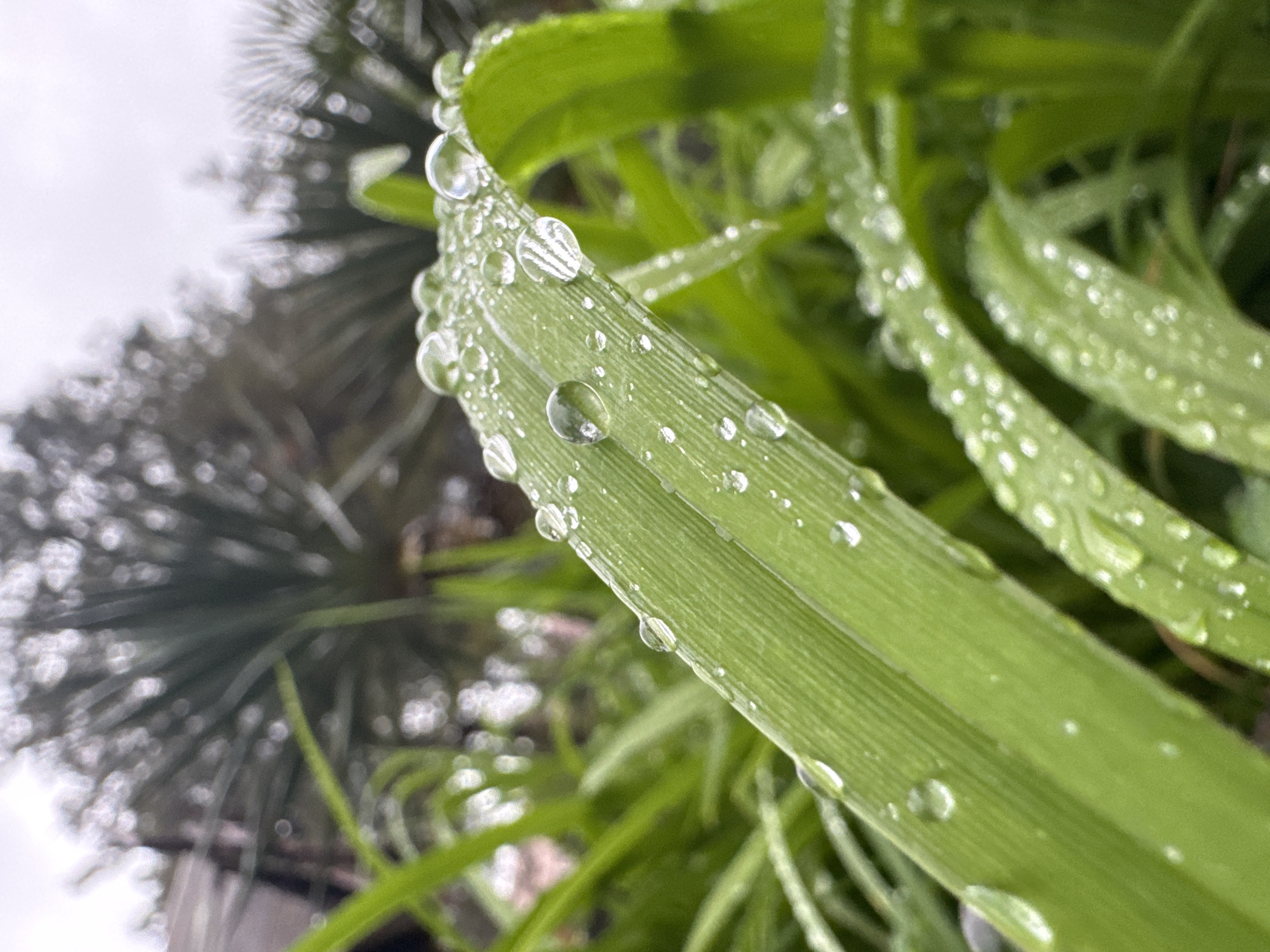 A close-up photograph shows long, green leaves covered with dew drops. The leaves are diagonally oriented, running from the top right to the bottom left of the frame. The dew drops are clear and vary in size, reflecting the light. The background is blurry, with hints of other green foliage and some blurred gray shapes. The location is not identifiable from the image. There is no evidence of human activity visible in the photo.