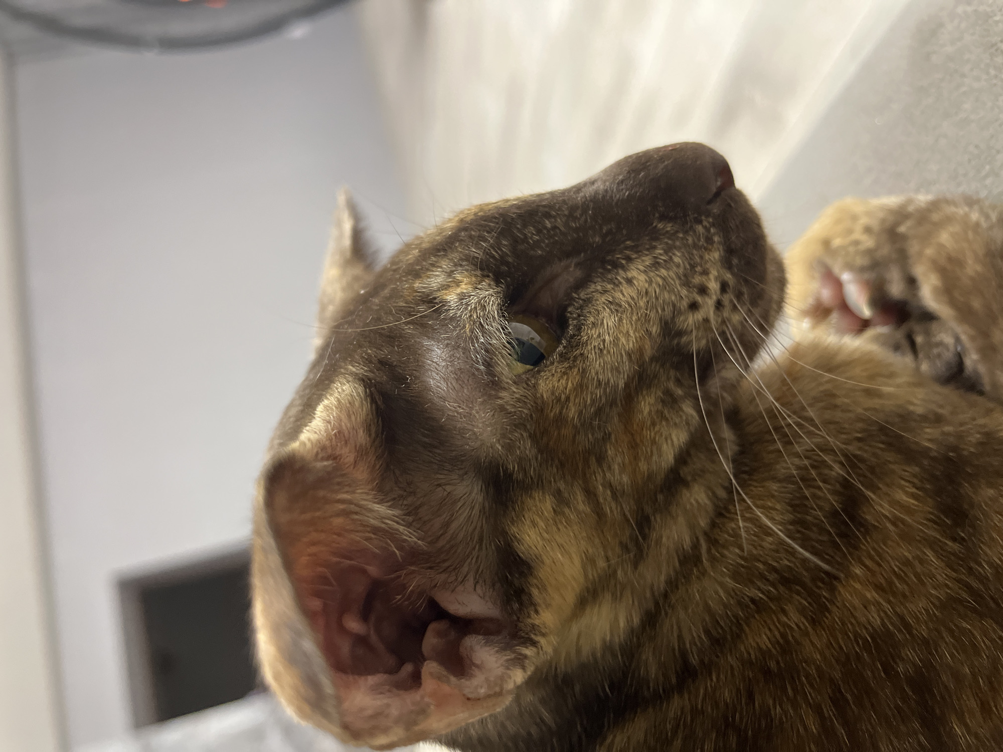 A close-up, low-angle shot of a brown tabby cat's face. The cat is positioned slightly sideways, with its nose pointing upwards and to the right. The head is in focus, displaying detailed fur patterns and whiskers. A paw with visible claws is partially visible in the upper right corner. The background is blurred, showing a plain white wall. The image contains no readily discernible information to place the scene in the city of Chaikovsky, Russia.