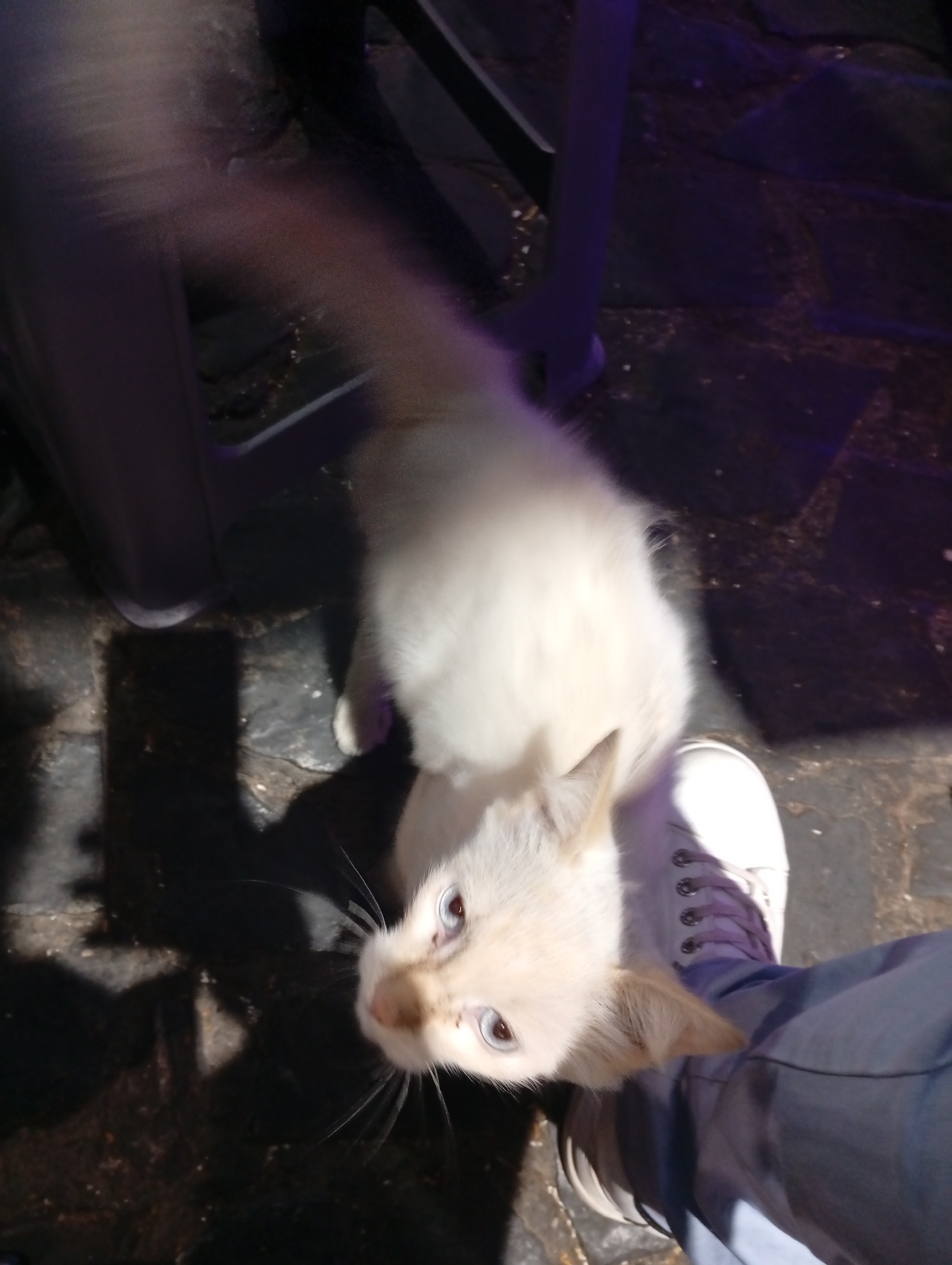 A pale-furred cat with blue eyes is positioned in front of a person wearing white sneakers and blue jeans. The cat's tail is blurred, indicating movement. The setting is indoors on a dark, uneven surface that resembles stone tiles. The legs of a dark-colored chair are visible in the background. This image was taken in Juan Griego, Venezuela.