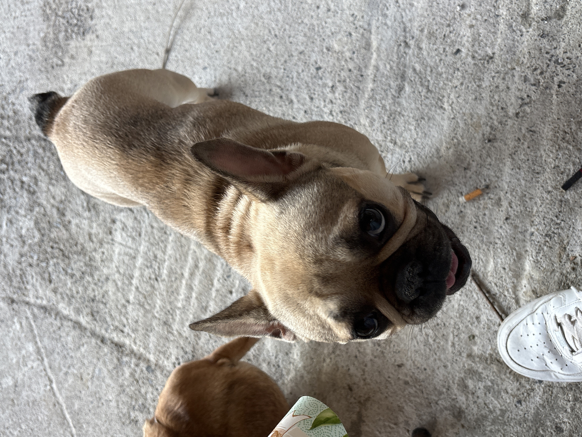 A fawn French bulldog is the primary subject, positioned centrally and facing the camera with its mouth slightly open and tongue visible. The dog's eyes are dark and appear to be looking upwards. Its ears are erect and pointed. Behind the French bulldog, a portion of another dog, possibly a larger breed with reddish-brown fur, is visible on the left, with its hindquarters and tail showing. In the foreground, a white sneaker is positioned near the bottom left of the frame, indicating a human presence. The ground is a concrete surface with visible cracks and textures, suggesting an outdoor or semi-outdoor urban environment. There are a few small, scattered objects on the concrete, including what appears to be a cigarette butt. The overall setting is a ground-level view, likely in Anton, Bulgaria, given the context.