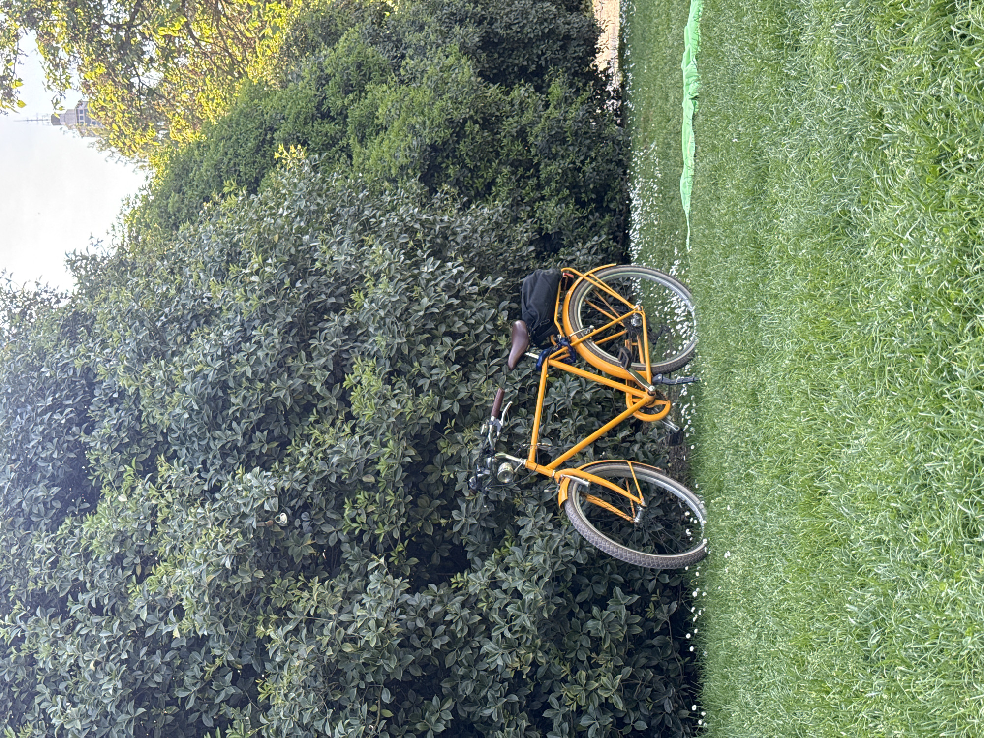 The image displays an outdoor scene in what appears to be a park or green space in Milan, Italy, under bright daylight. A vibrant yellow bicycle is the central subject, positioned on the edge of a dense expanse of green bushes. The bicycle features a brown leather saddle, a black bag on its rear rack, and silver handlebars with a bell.
The scene is predominantly green, with lush, dark green bushes filling a significant portion of the left and central frame. To the right of the bicycle, a patch of bright green grass is visible, speckled with numerous small white flowers. In the upper left background, through the branches of trees, a light-colored building with architectural details, possibly a tower or a historic structure, can be seen against a bright, clear sky. The natural lighting suggests it is daytime, likely a sunny morning or afternoon. No people are visible, and there is no discernible text in the image.