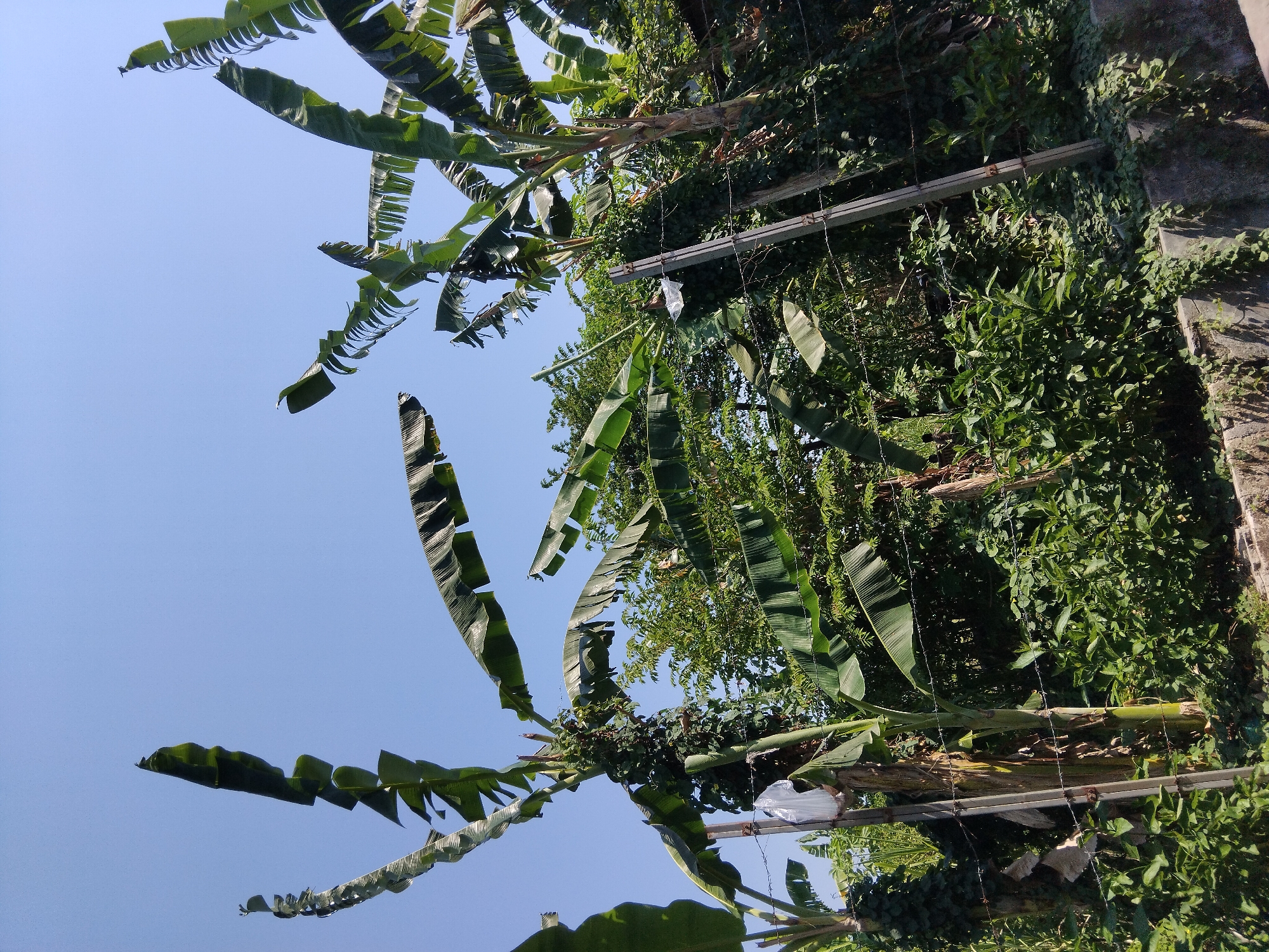 The image depicts a vibrant, sunlit scene of banana trees and dense foliage under a clear blue sky. The banana leaves, some torn and weathered, reach towards the sky, creating a canopy effect. Various plants, some appearing to be crops, are visible beneath the banana trees. A barbed wire fence with concrete posts runs horizontally across the lower part of the image, suggesting a boundary or enclosure. The environment is lush and green, indicative of a tropical climate, potentially in or near the city of Berbek, Indonesia, given the context provided. There are no people or animals visible in the image. The overall impression is one of a natural, overgrown landscape bathed in bright sunlight.
