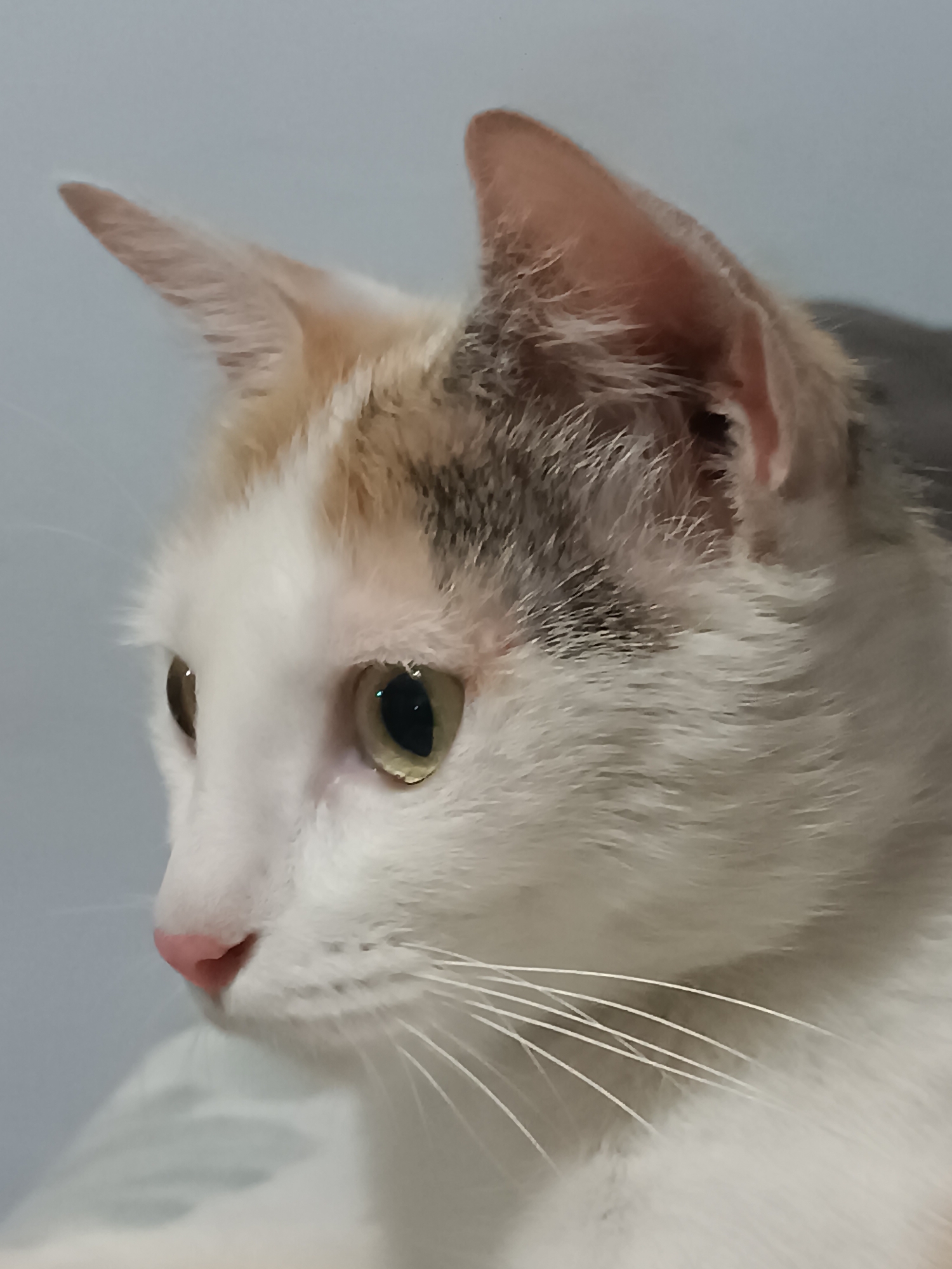 This is a close-up, profile shot of a cat's head against a plain, light blue background. The cat has white fur with patches of gray and light orange-brown on its head and ears. Its left eye is clearly visible, a yellowish-green iris with a dark pupil. The cat's nose is a soft pink, and long white whiskers extend from its muzzle. The image does not provide any information or context about the city of Viadana, Italy.