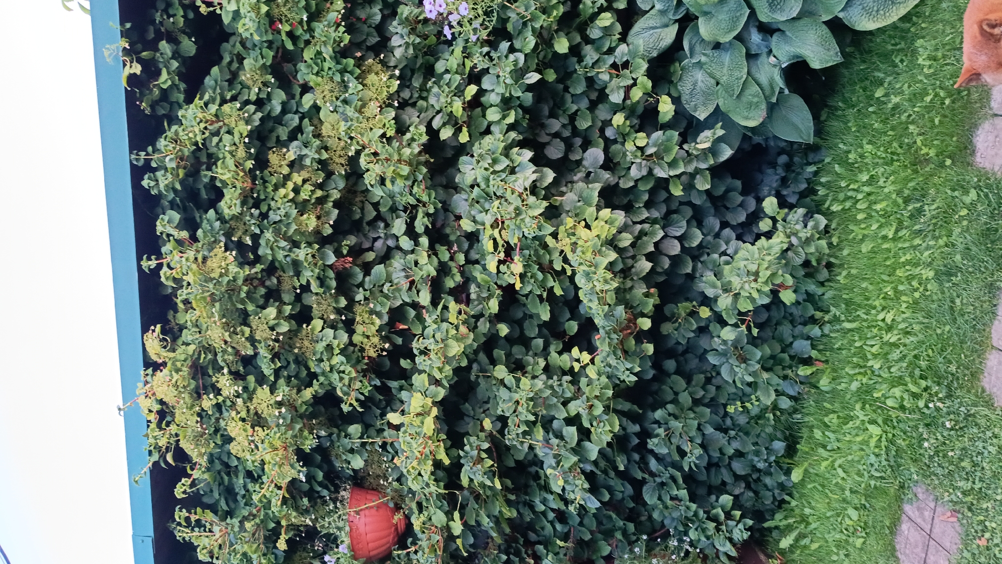 The image shows a dense green wall of ivy covering a building or fence. The ivy is lush and full, with some areas showing lighter green new growth and small, pale flowers. A terracotta pot is visible on the left side, partially obscured by the foliage. In the foreground, there is a patch of green grass and a section of paving stones. On the far right of the image, a small portion of a large, leafy plant with broad, textured leaves is visible. The sky is a pale, overcast white. The overall scene depicts an overgrown garden area.