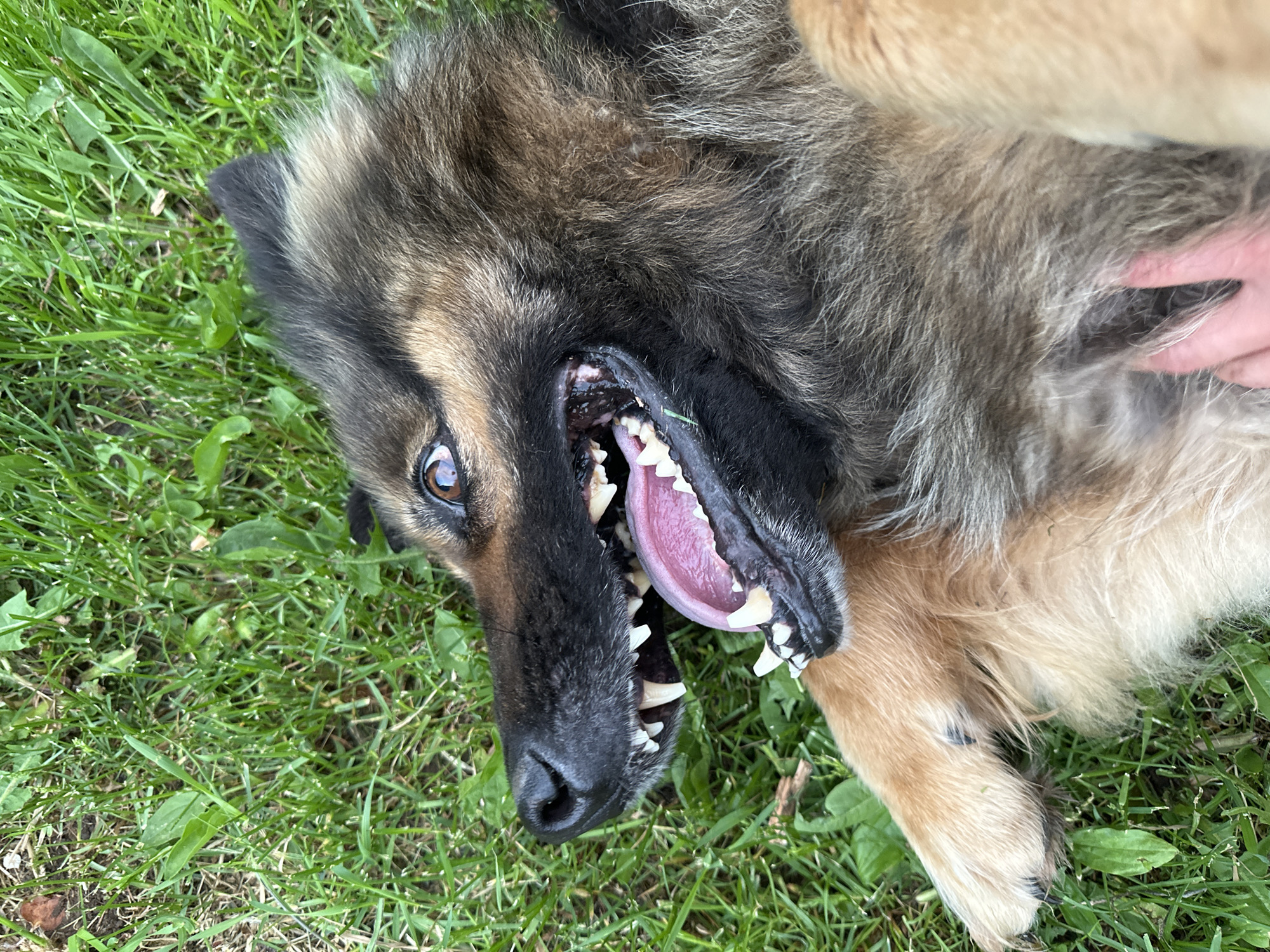 A German Shepherd dog is lying on its back in green grass. The dog's mouth is open, exposing its teeth and pink tongue. A human hand is visible on the dog's fur near its neck. The location is outdoors in a grassy area, potentially in a park or yard. The exact location in Chaikovsky, Russia, cannot be determined from the image.