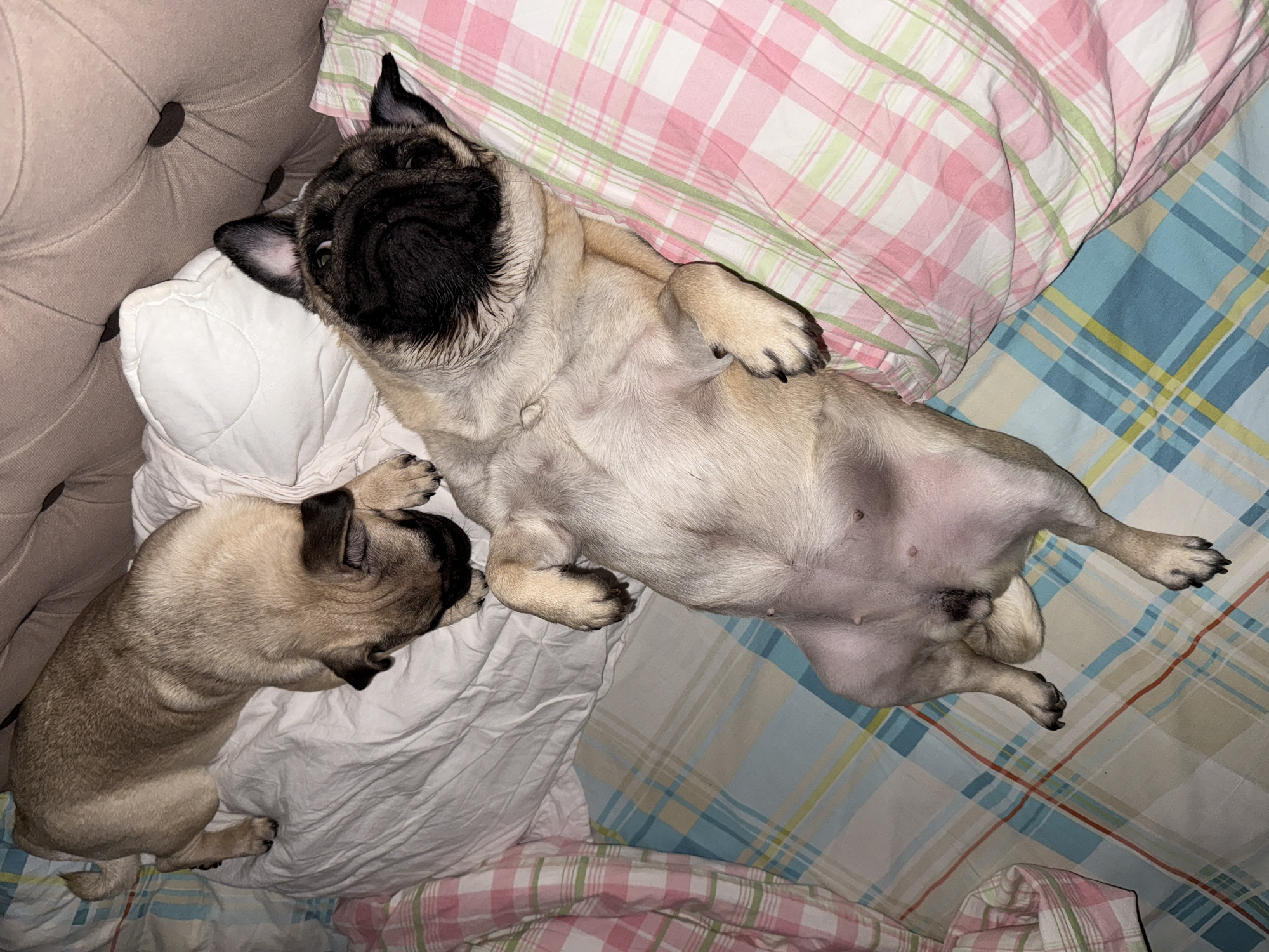 Two pugs are lying on a bed covered with a white sheet and pink and blue plaid fabric. One pug is lying on its side facing away from the camera, while the other pug is lying on its back with its belly exposed. The background shows a tufted headboard. The scene appears to be indoors, likely in a bedroom.