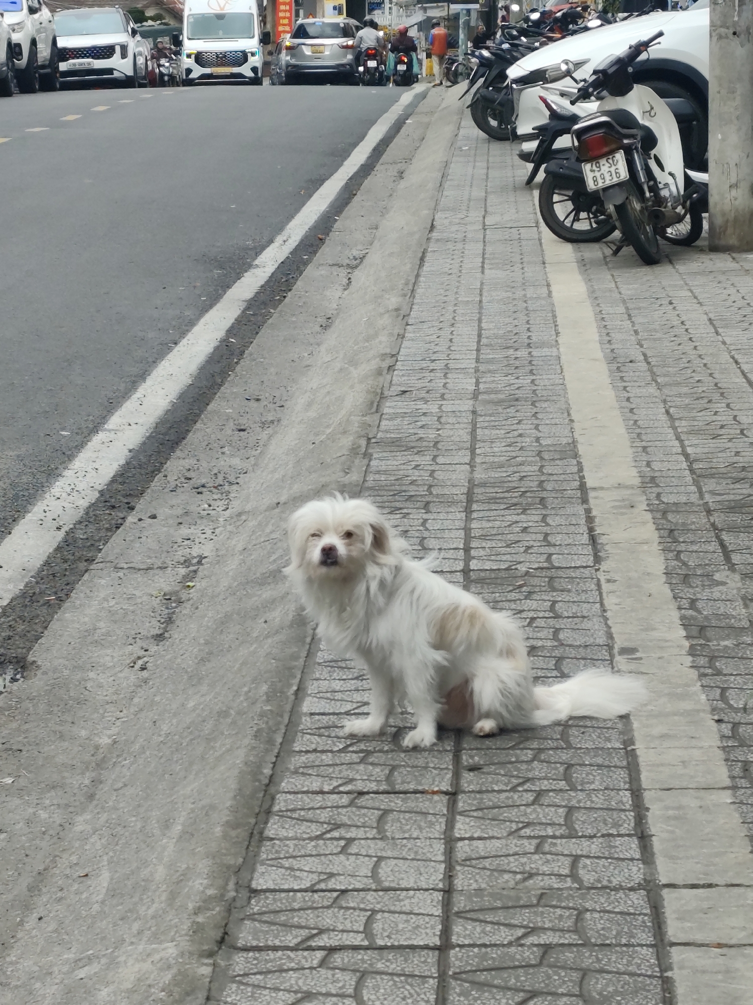 A shaggy, white mixed-breed dog sits on a paved sidewalk in Da Lat, Vietnam, looking towards the camera. The dog has light brown markings on its fur and its ears are long and floppy. The sidewalk is made of patterned grey tiles with a white stripe running down the center. To the left of the sidewalk is a grey concrete curb and a paved road with white lane markings. Several vehicles are visible on the road, including a white minivan, a silver car, and multiple motorcycles. In the background, there are buildings and shops lining the street. The sky is overcast.